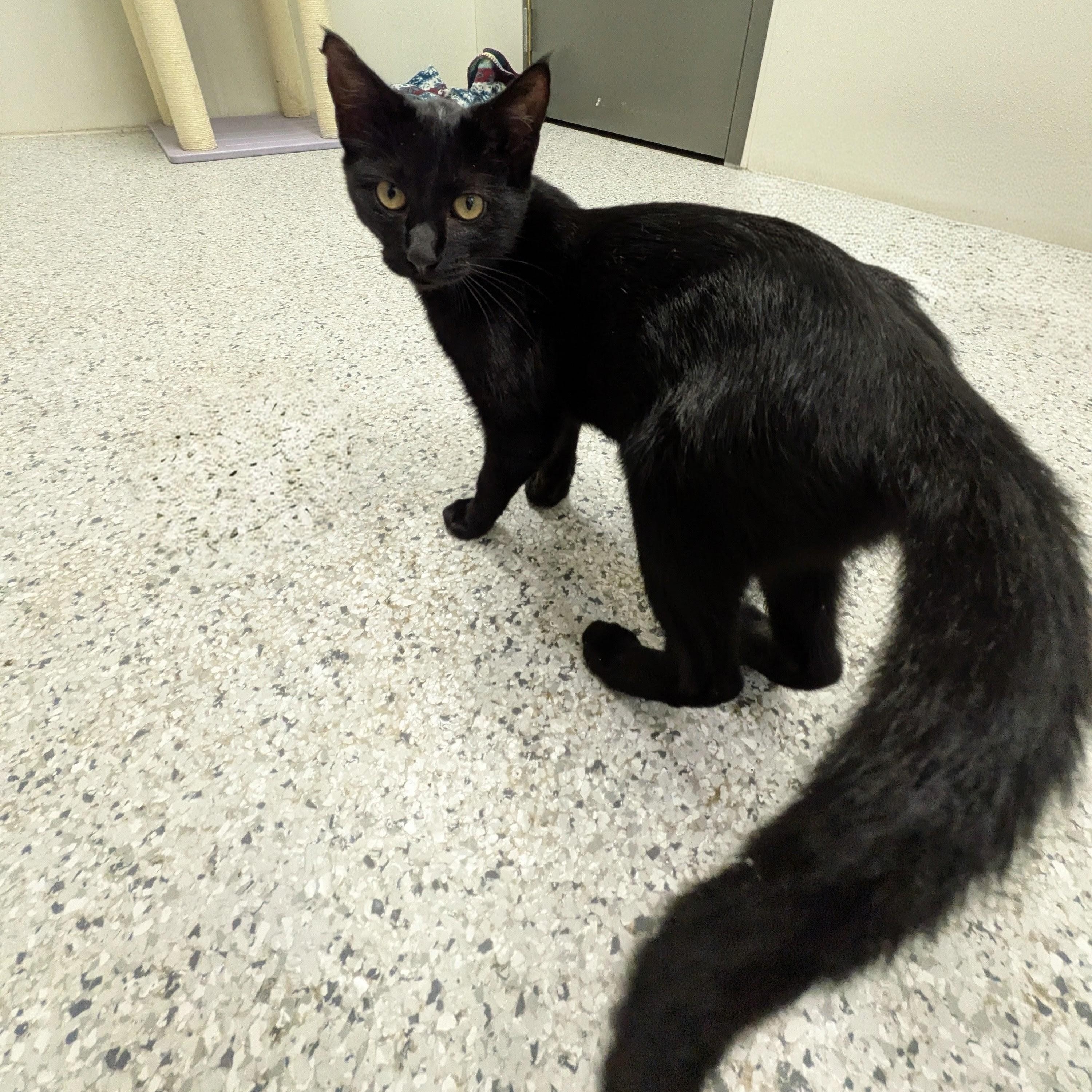 Enlarge Inky, a Adoption Pending mixed breed in Mount Carmel, IL image 2/5
