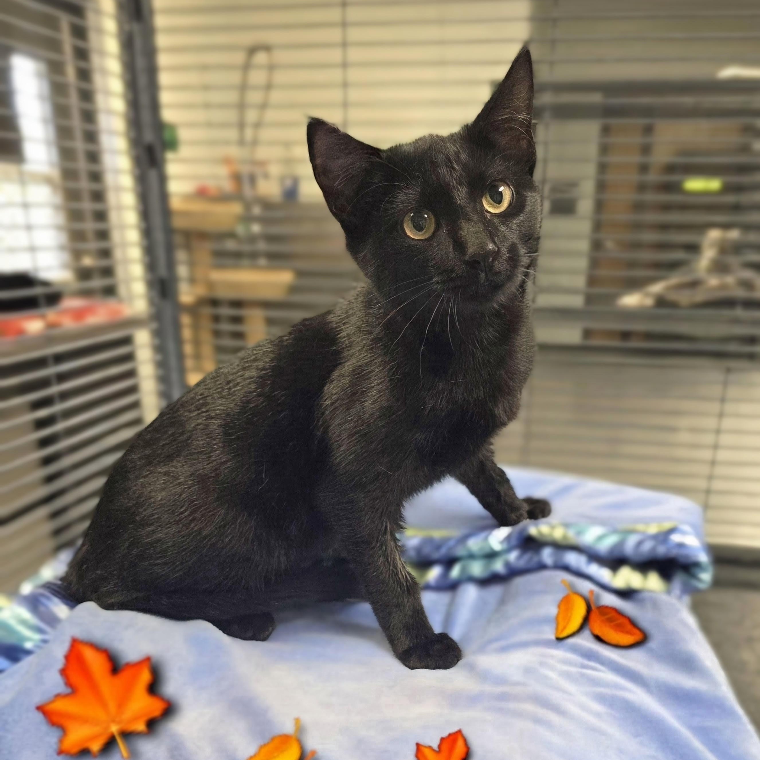 Enlarge Inky, a Adoption Pending mixed breed in Mount Carmel, IL image 4/5