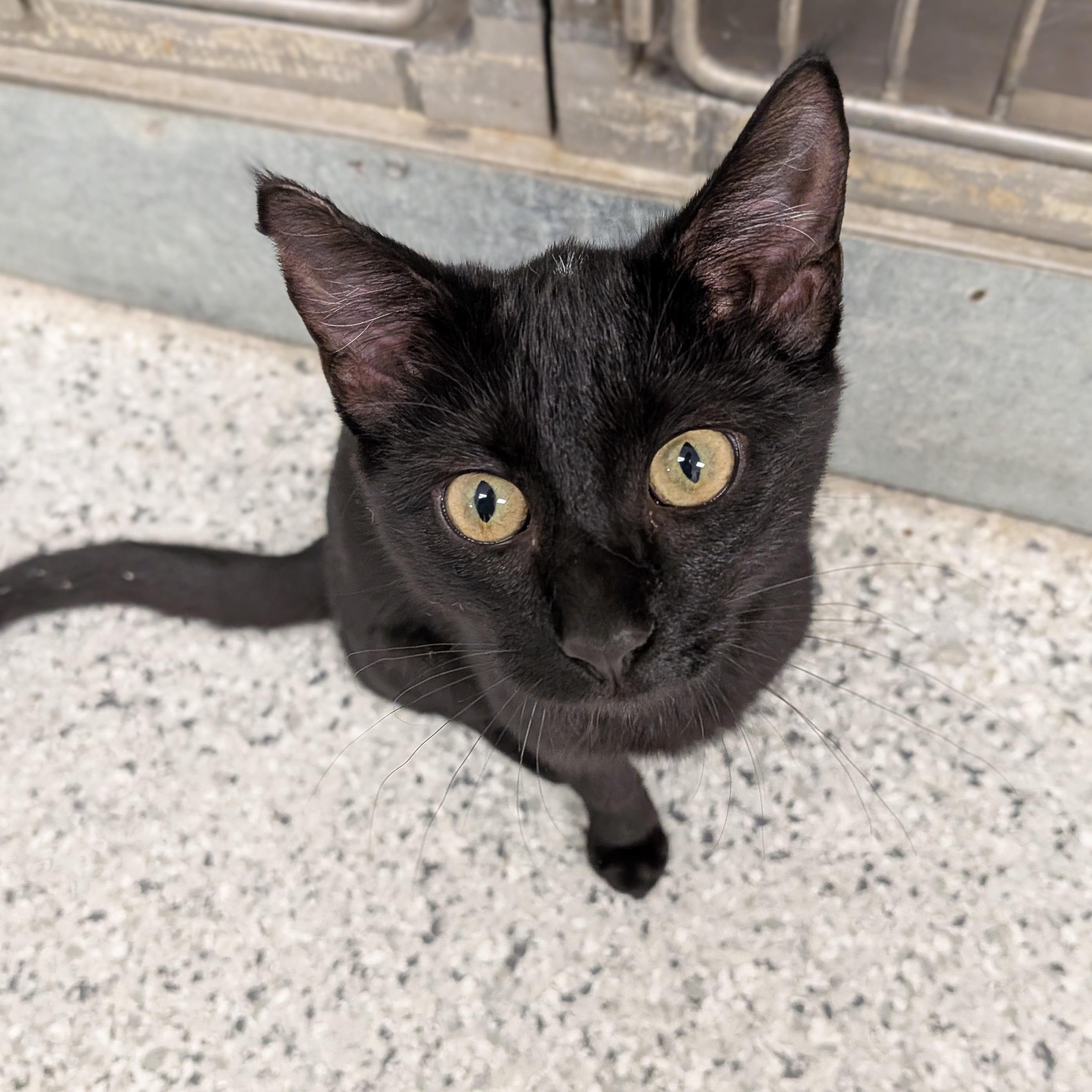 Enlarge Inky, a Adoption Pending mixed breed in Mount Carmel, IL image 1/5