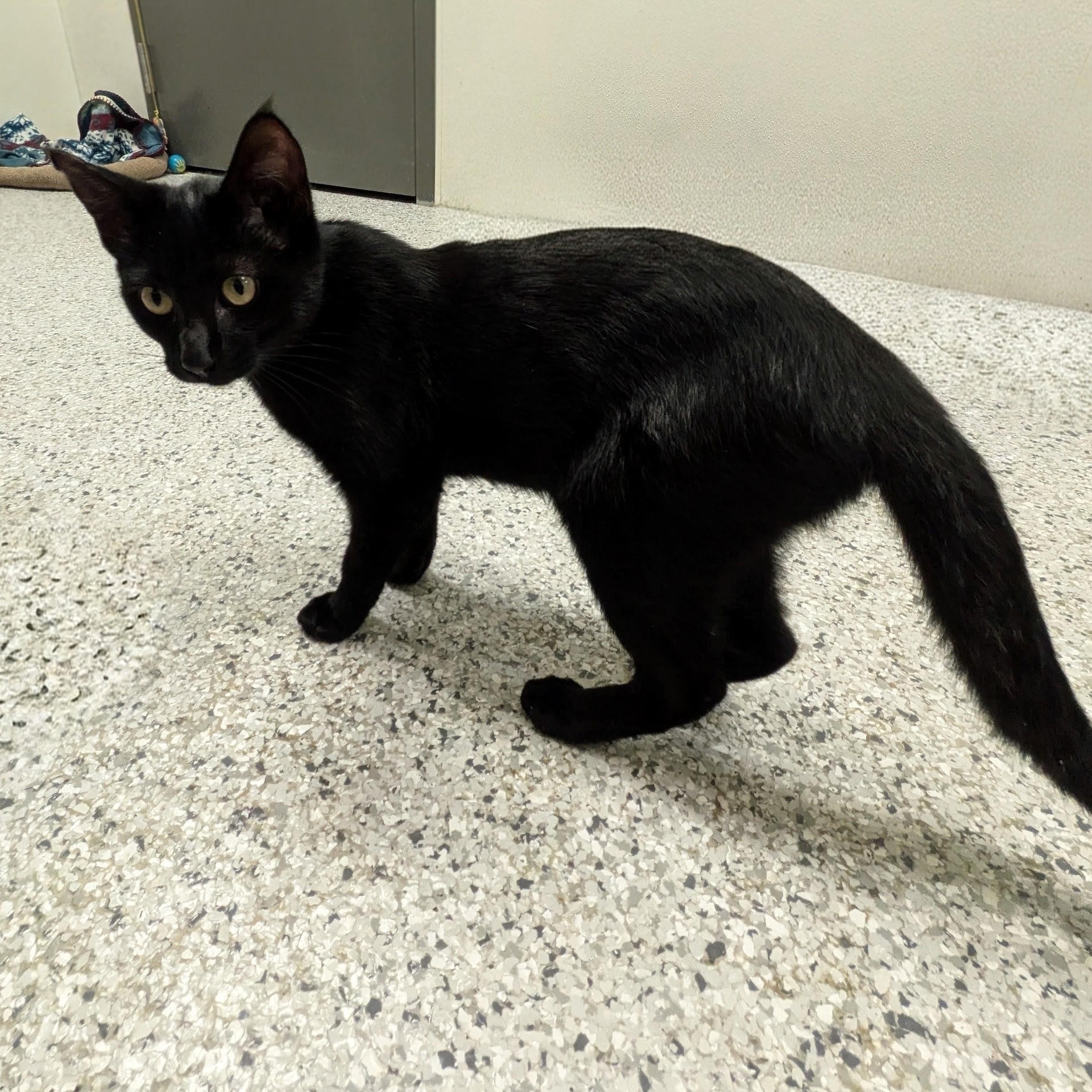 Enlarge Inky, a Adoption Pending mixed breed in Mount Carmel, IL image 3/5