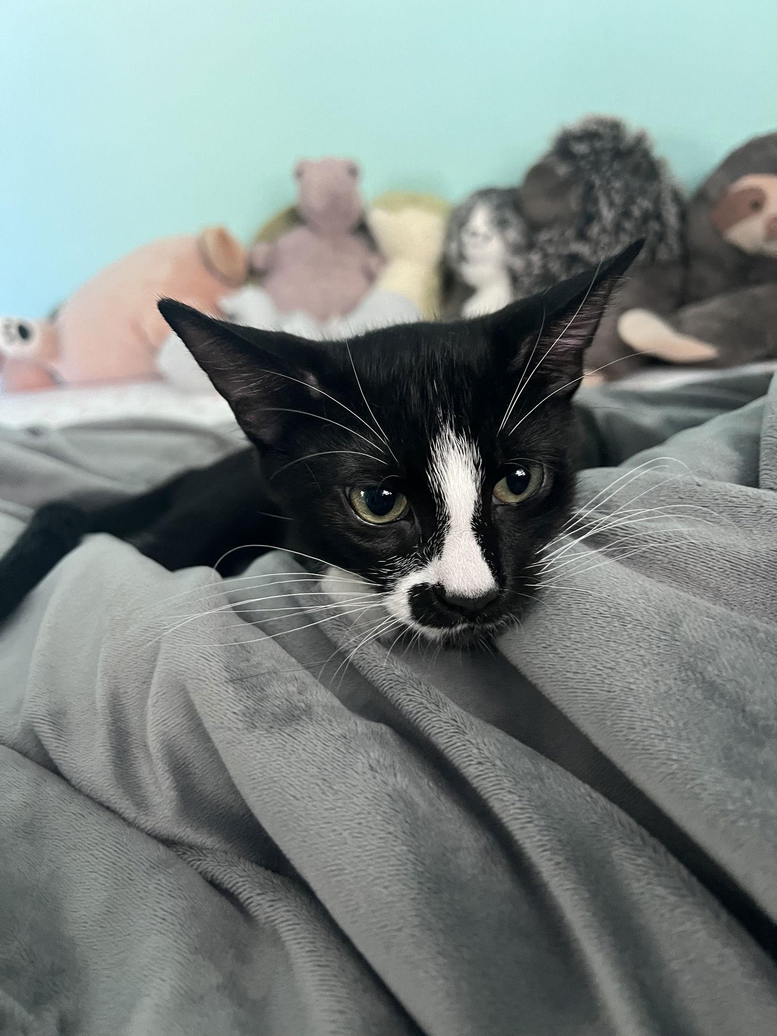 Ralph, Adopted, Young Male American Shorthair.