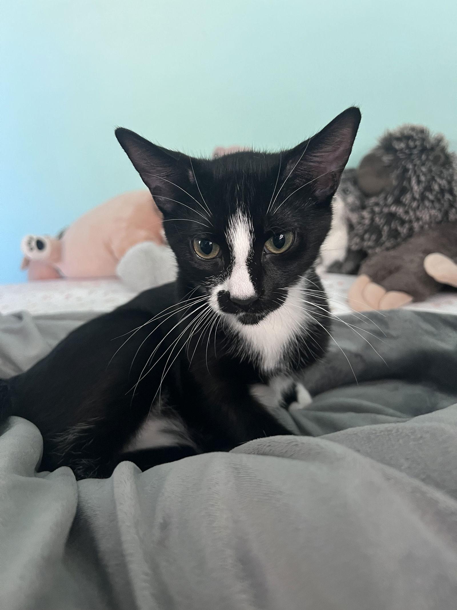 Enlarge Ralph, a Adopted American Shorthair in Eureka, MO image 2/3