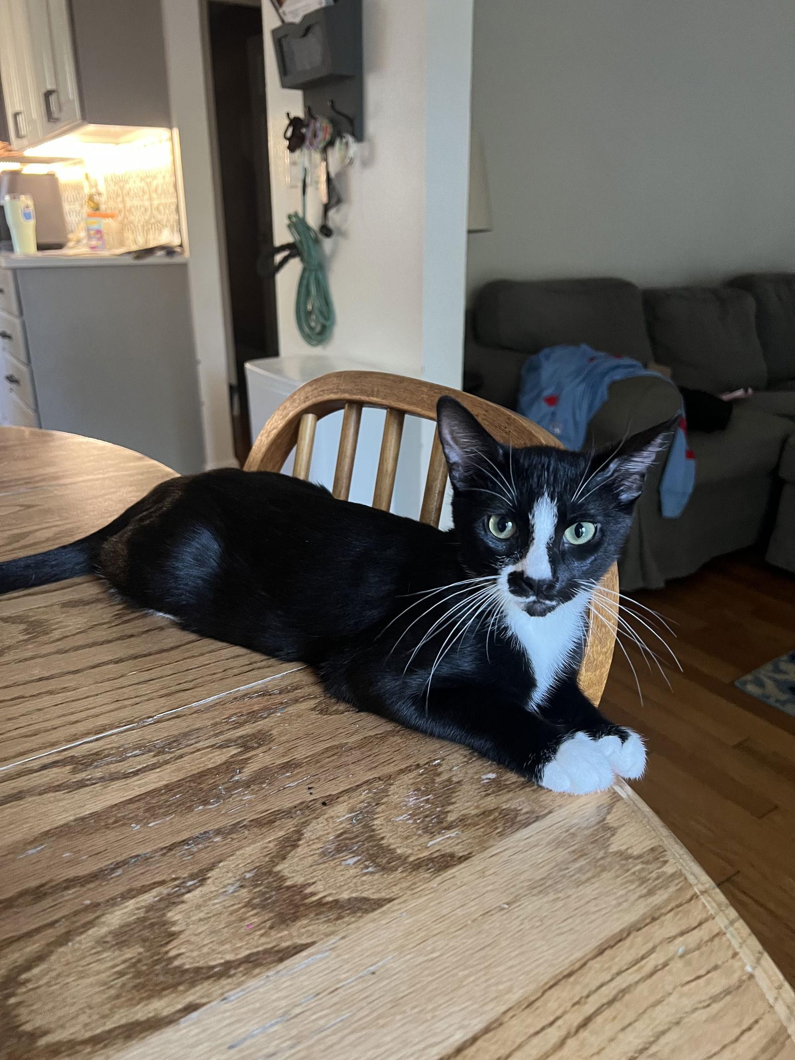 Enlarge Ralph, a Adopted American Shorthair in Eureka, MO image 3/3