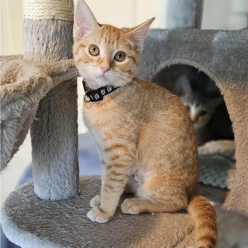 Enlarge Princess Zelda, an adopted Domestic Short Hair in Yukon, OK image 1/2