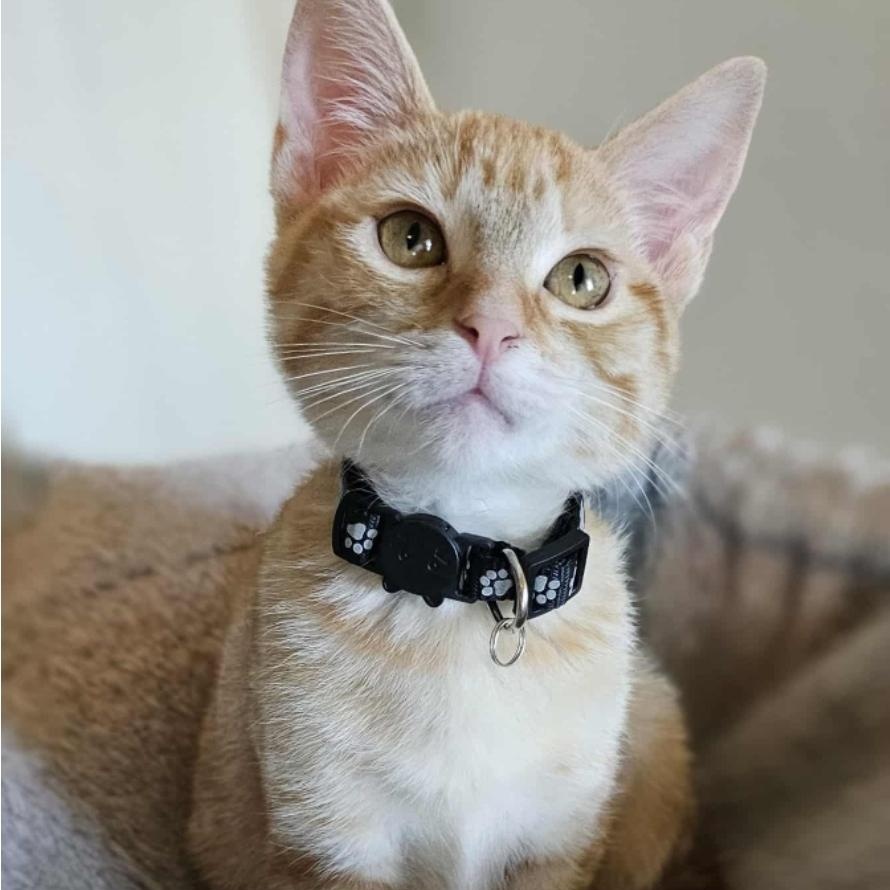 Enlarge Princess Zelda, an adopted Domestic Short Hair in Yukon, OK image 2/2