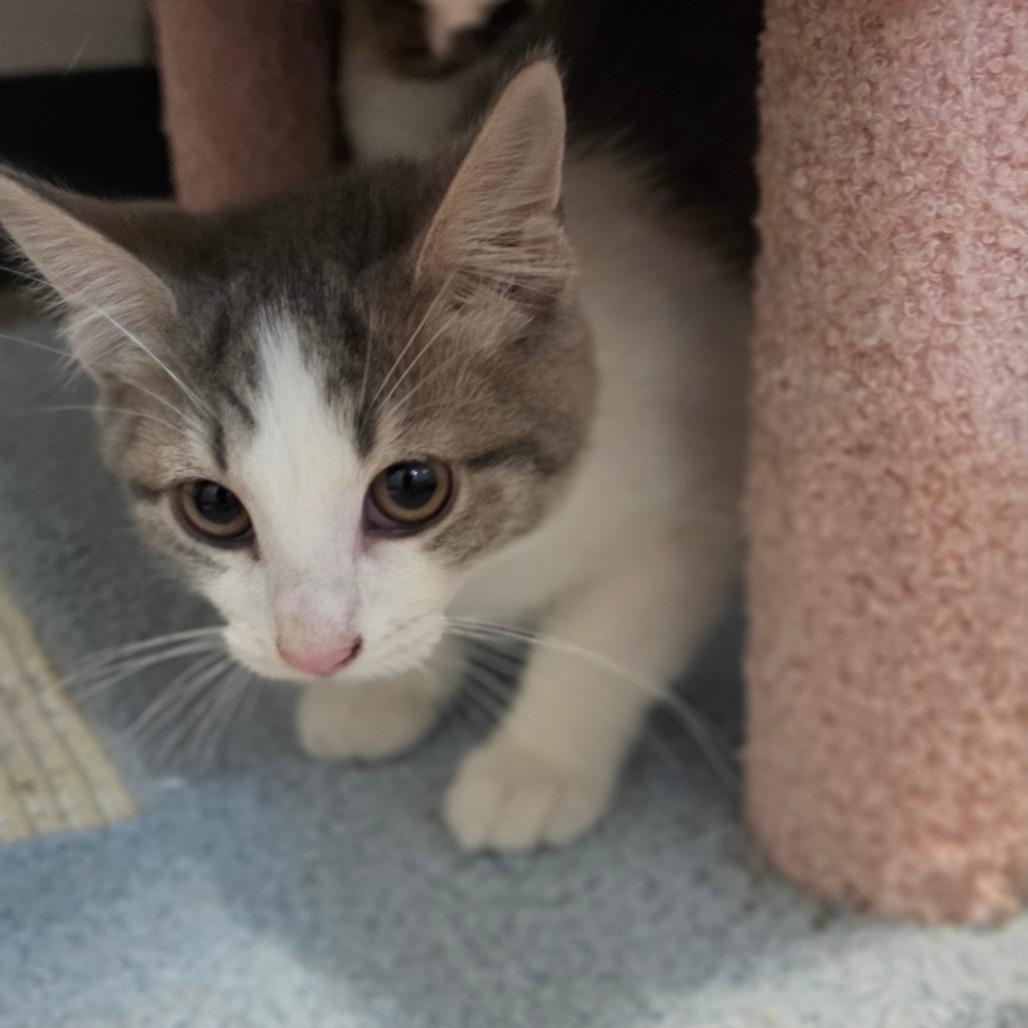Almond Joy, Adoptable, Kitten Male Domestic Short Hair.