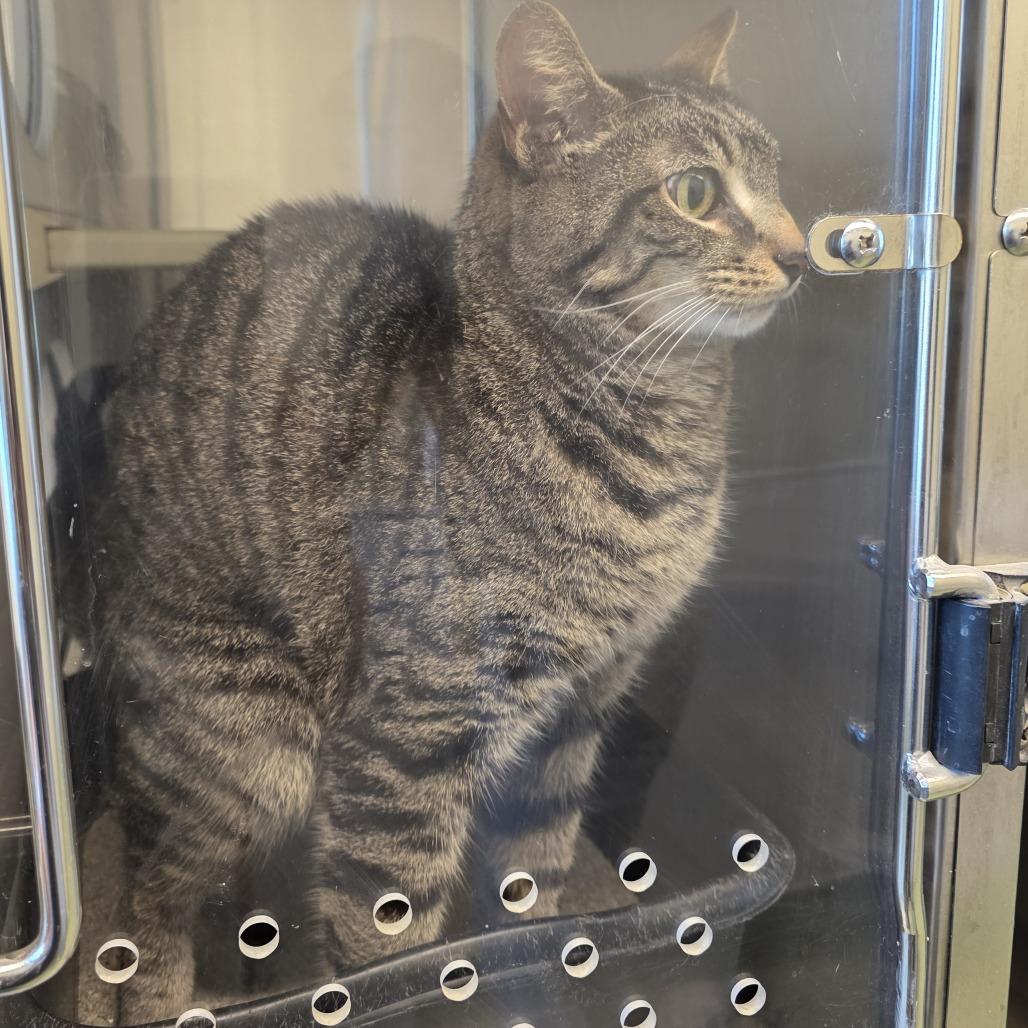 Cosmik, Adoptable, Adult Female Domestic Short Hair.