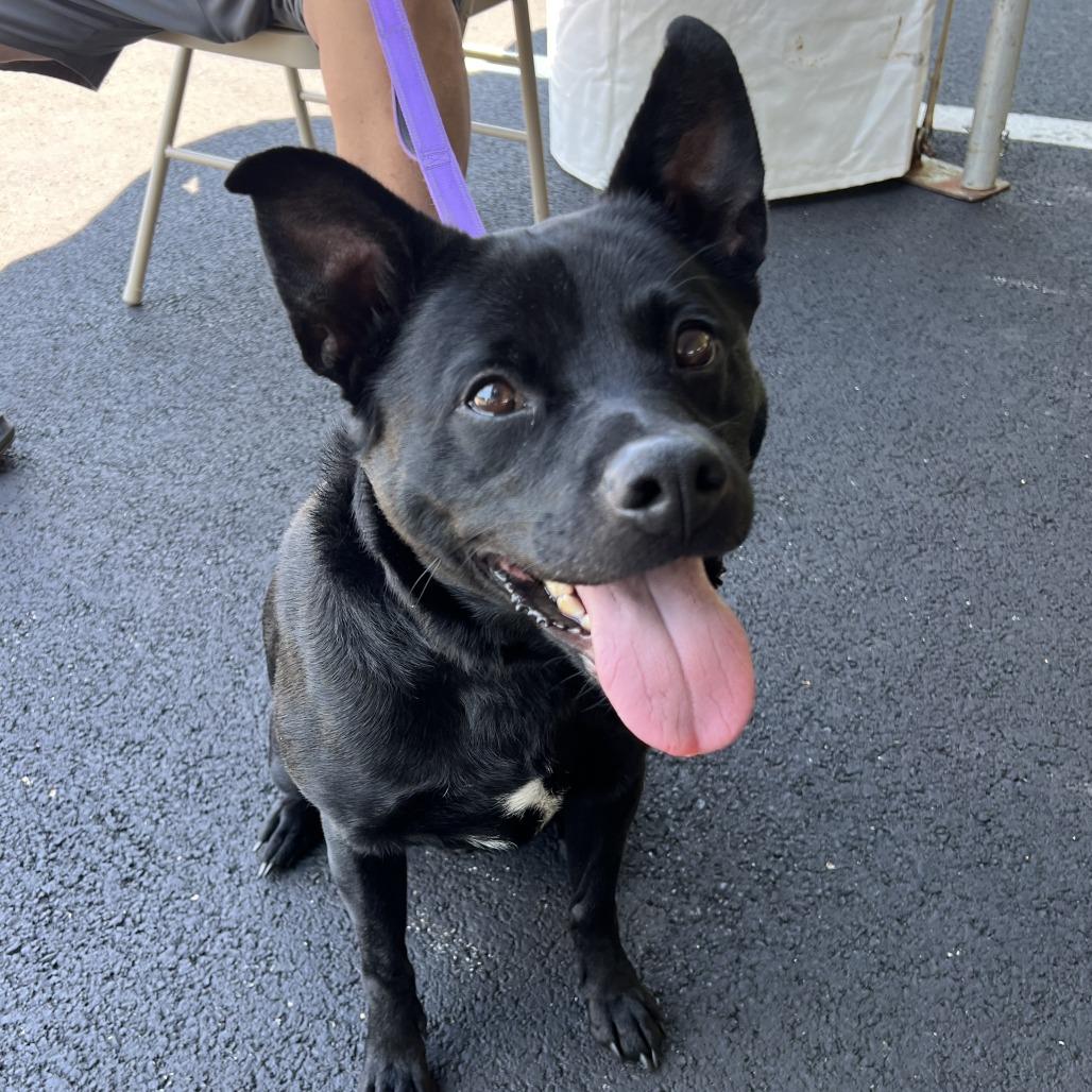 Midnight, Adoptable, Adult Male Mixed Breed.