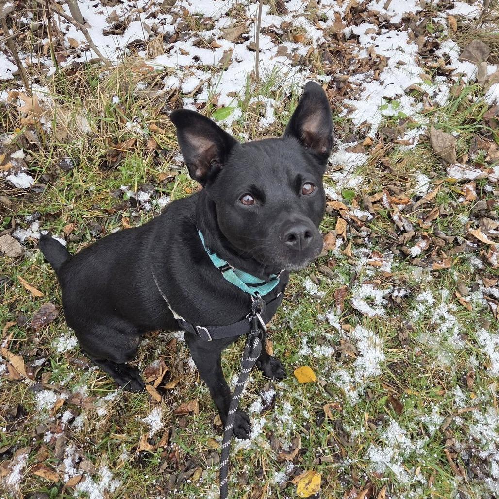 Enlarge Midnight, a Adoptable Mixed Breed in Mentor, OH image 4/6