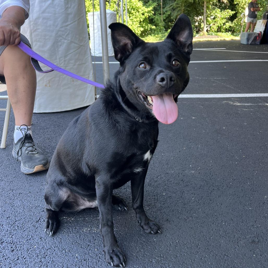 Enlarge Midnight, a Adoptable Mixed Breed in Mentor, OH image 5/6