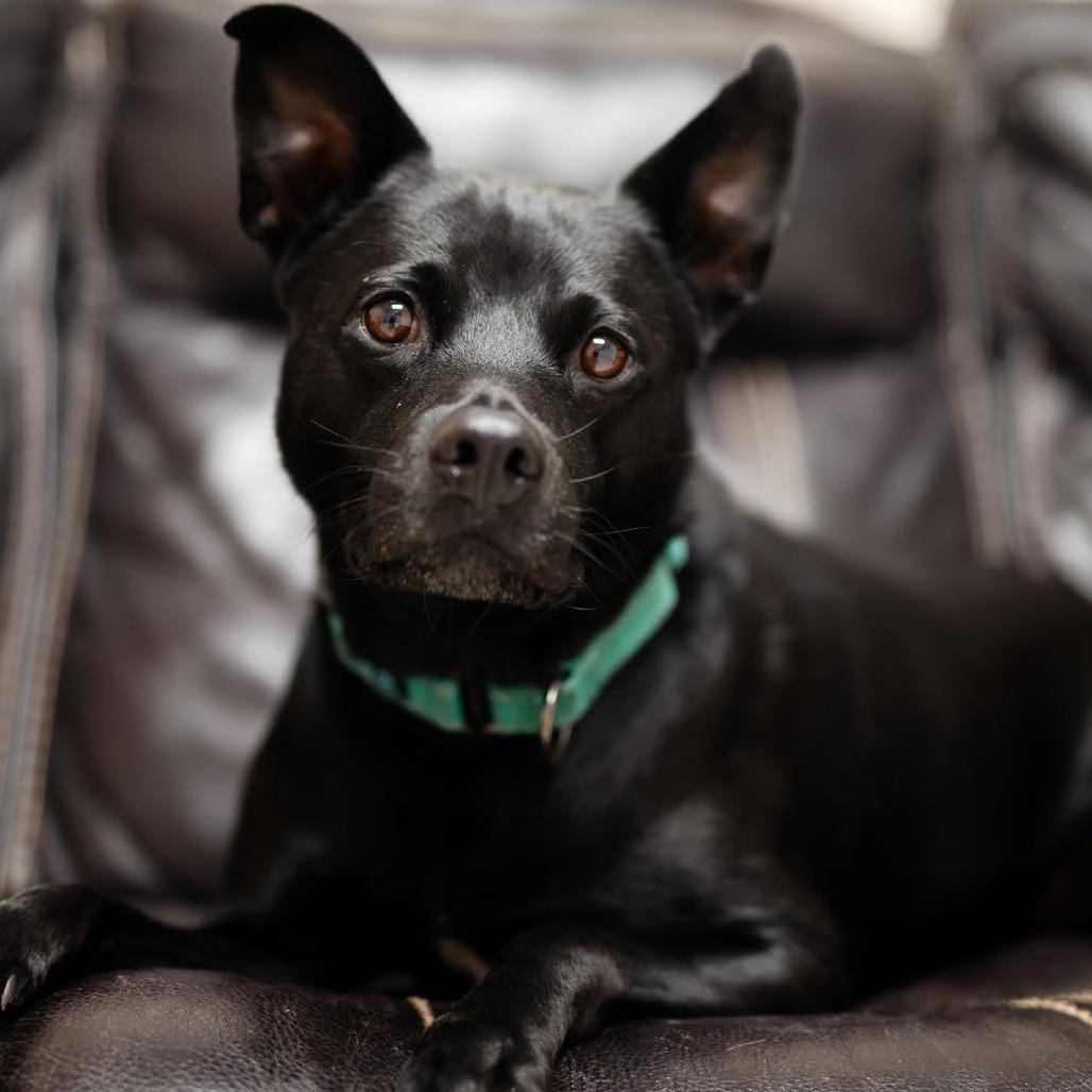 Enlarge Midnight, a Adoptable Mixed Breed in Mentor, OH image 6/6