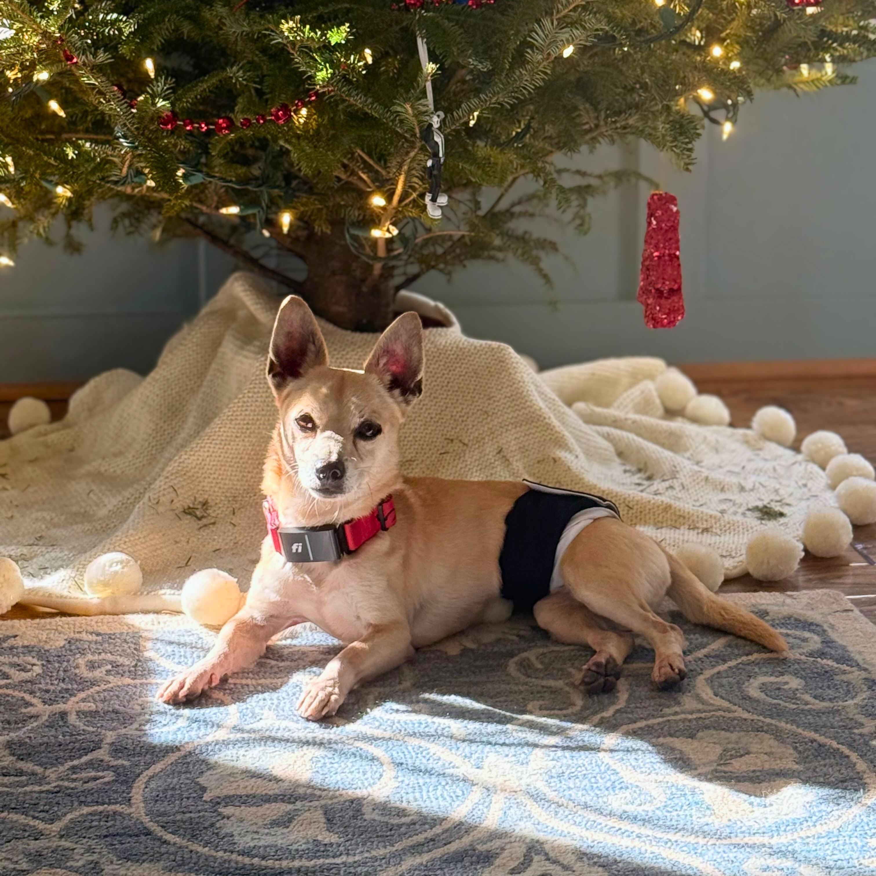 Leo, a Adoptable Chihuahua in Annapolis, MD image 4/5