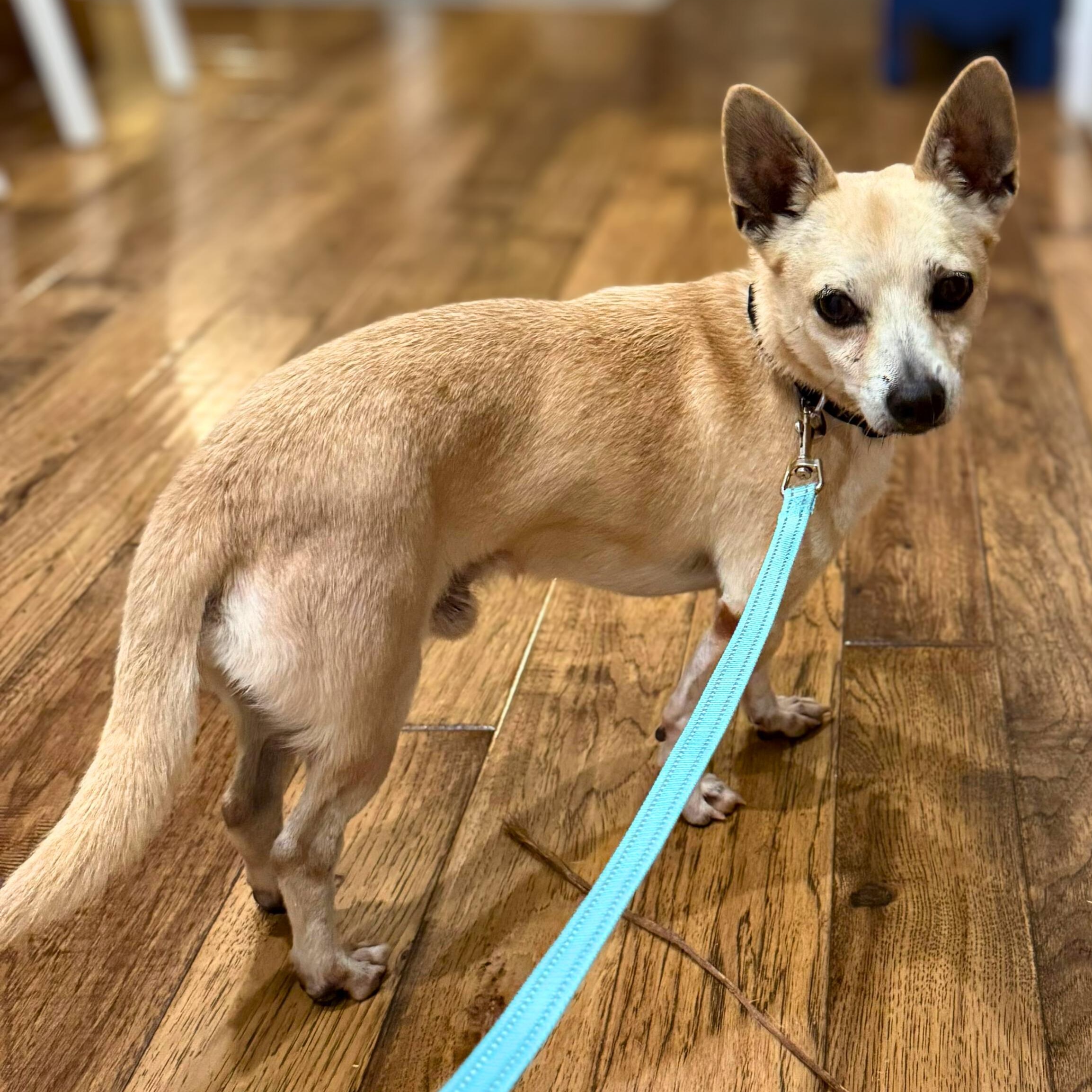 Leo, a Adoptable Chihuahua in Annapolis, MD image 1/5