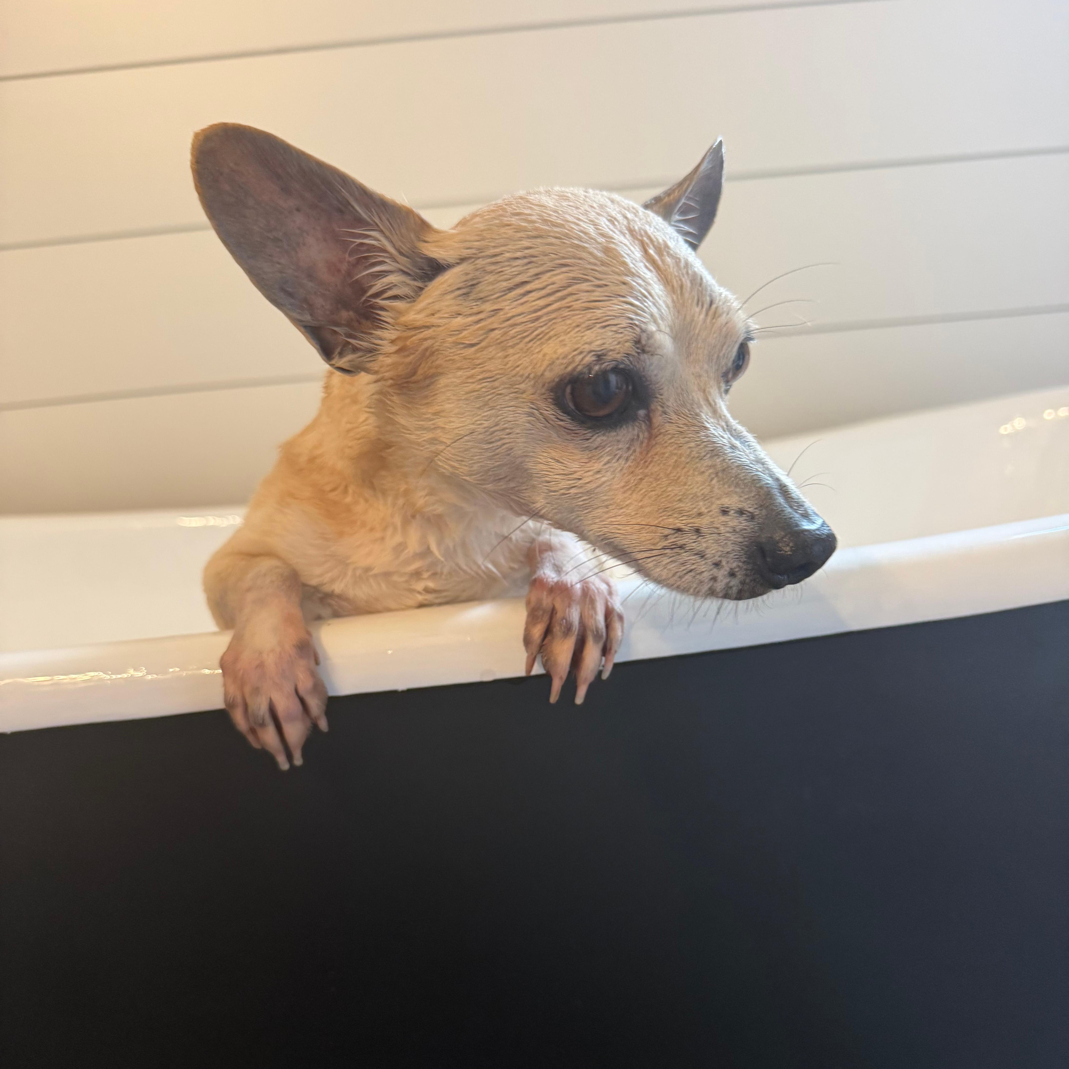 Leo, a Adoptable Chihuahua in Annapolis, MD image 5/5