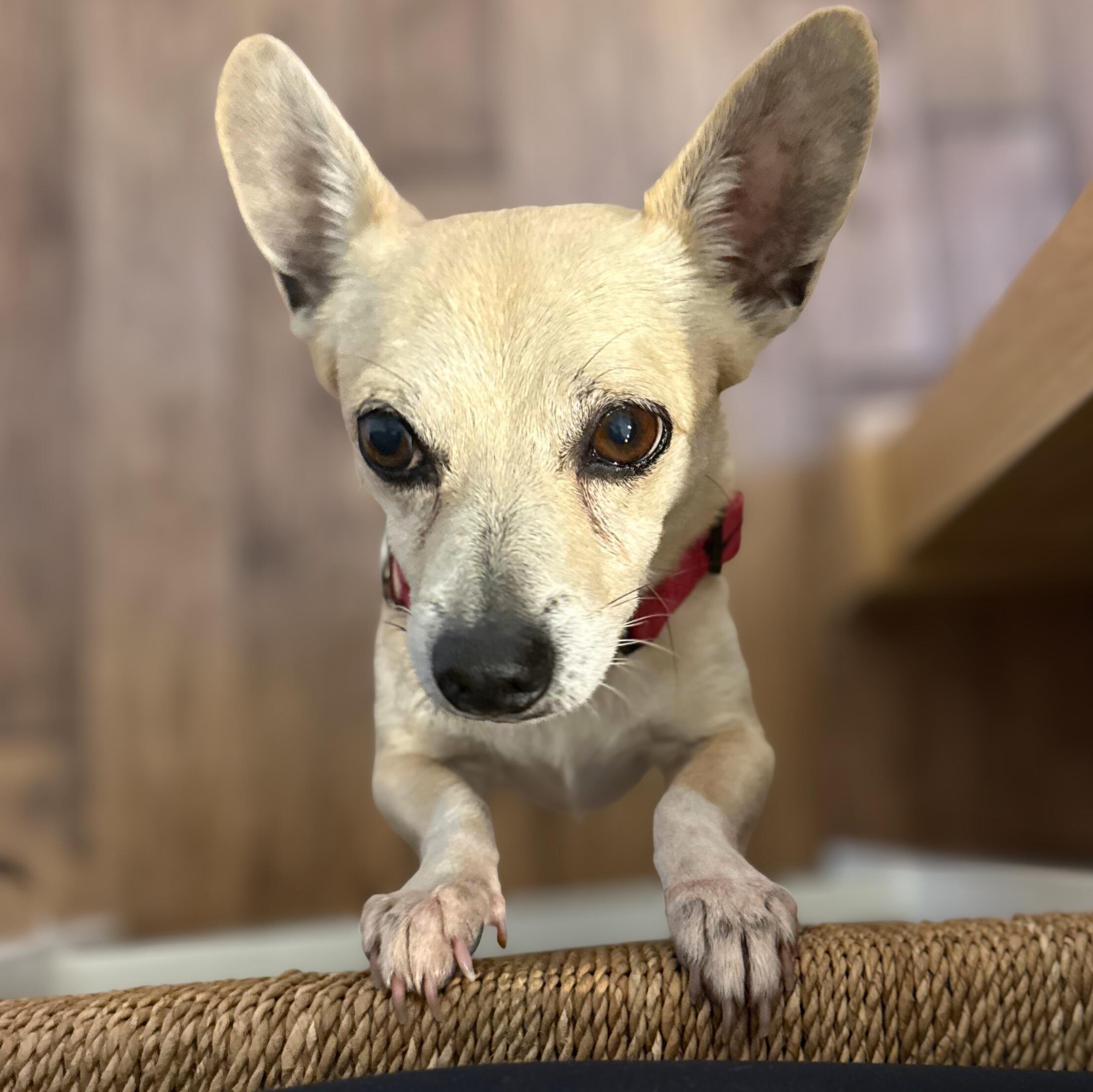 Leo, a Adoptable Chihuahua in Annapolis, MD image 3/5