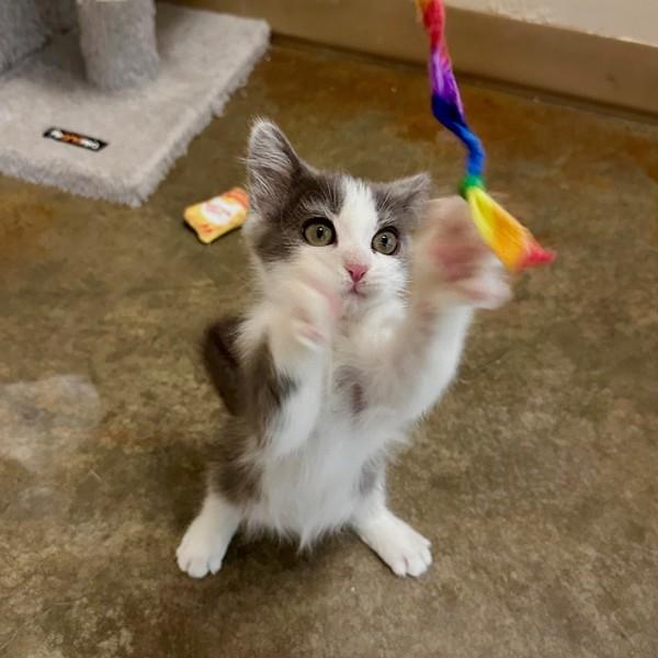 Jane Austen, Adoptable, Kitten Female Domestic Medium Hair.