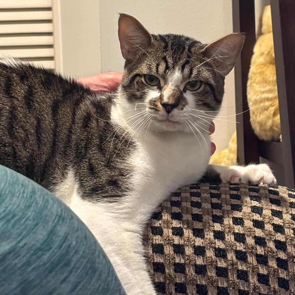 Bubba, Adoptable, Young Male Domestic Short Hair.