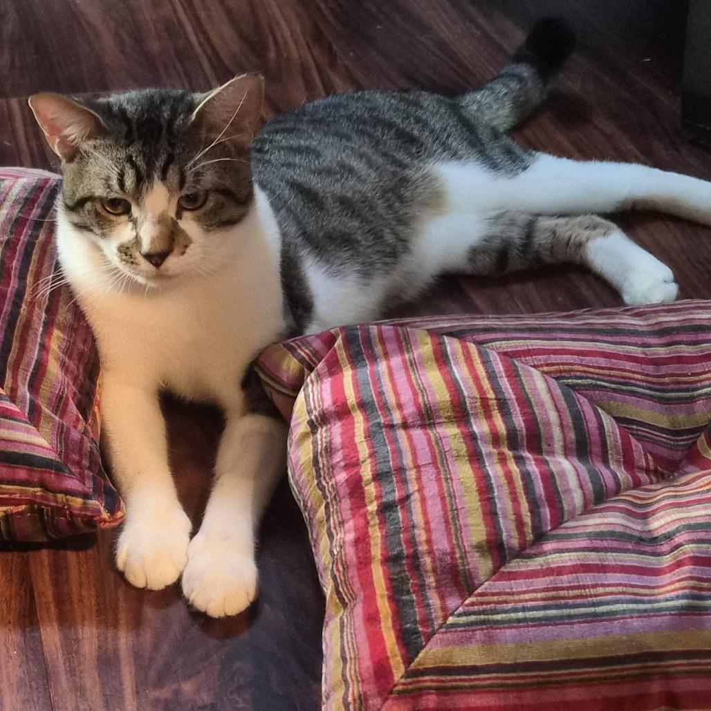 Enlarge Bubba, a Adoptable Domestic Short Hair in Jacksonville, FL image 2/5