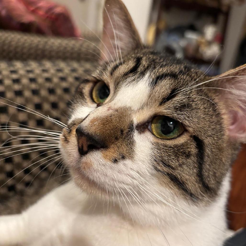 Enlarge Bubba, a Adoptable Domestic Short Hair in Jacksonville, FL image 3/5
