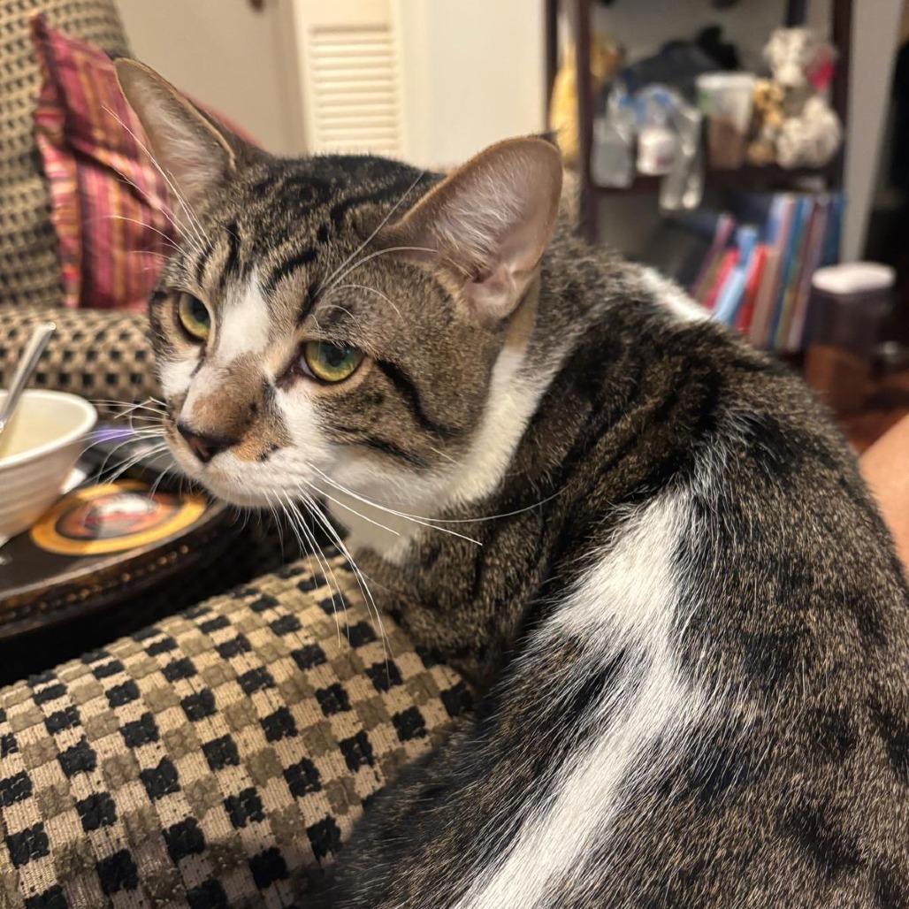 Enlarge Bubba, a Adoptable Domestic Short Hair in Jacksonville, FL image 4/5