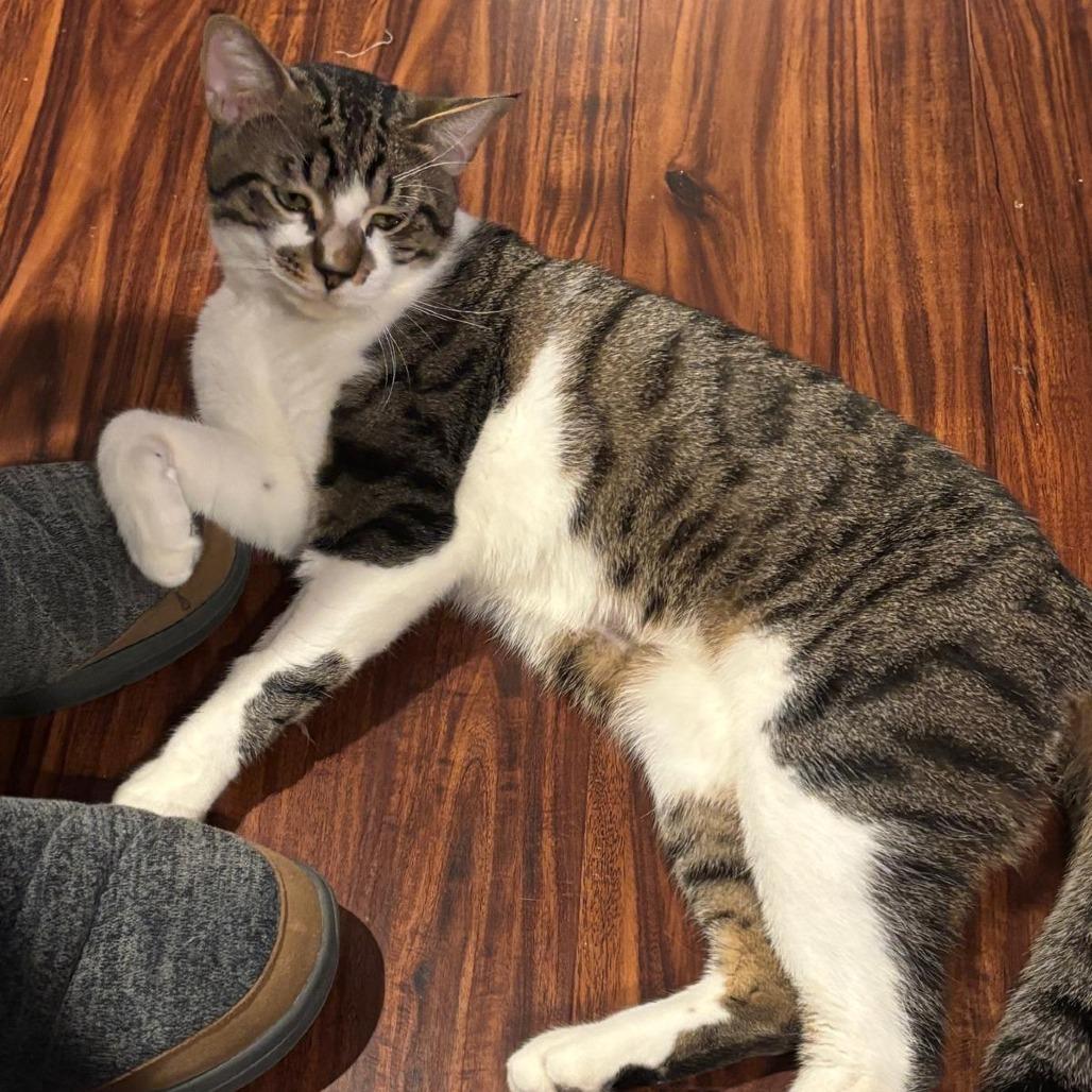 Enlarge Bubba, a Adoptable Domestic Short Hair in Jacksonville, FL image 5/5