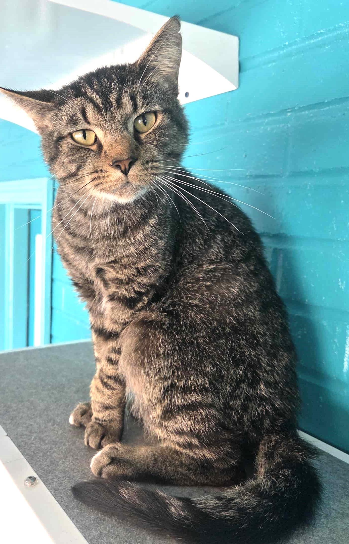 Enlarge Petey, a Adopted Domestic Short Hair in Moundsville, WV image 1/1