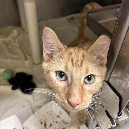 Crush, Adoptable, Young Male Domestic Short Hair & Domestic Short Hair.