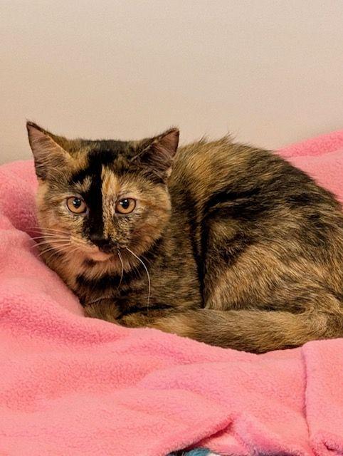 Scrabble, Adoptable, Young Female Tortoiseshell.