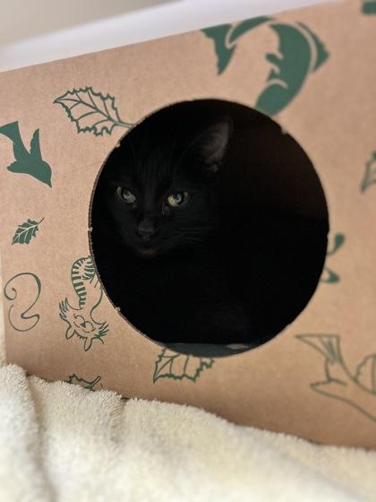 Talia, Adoptable, Adult Female Domestic Short Hair & Domestic Short Hair.