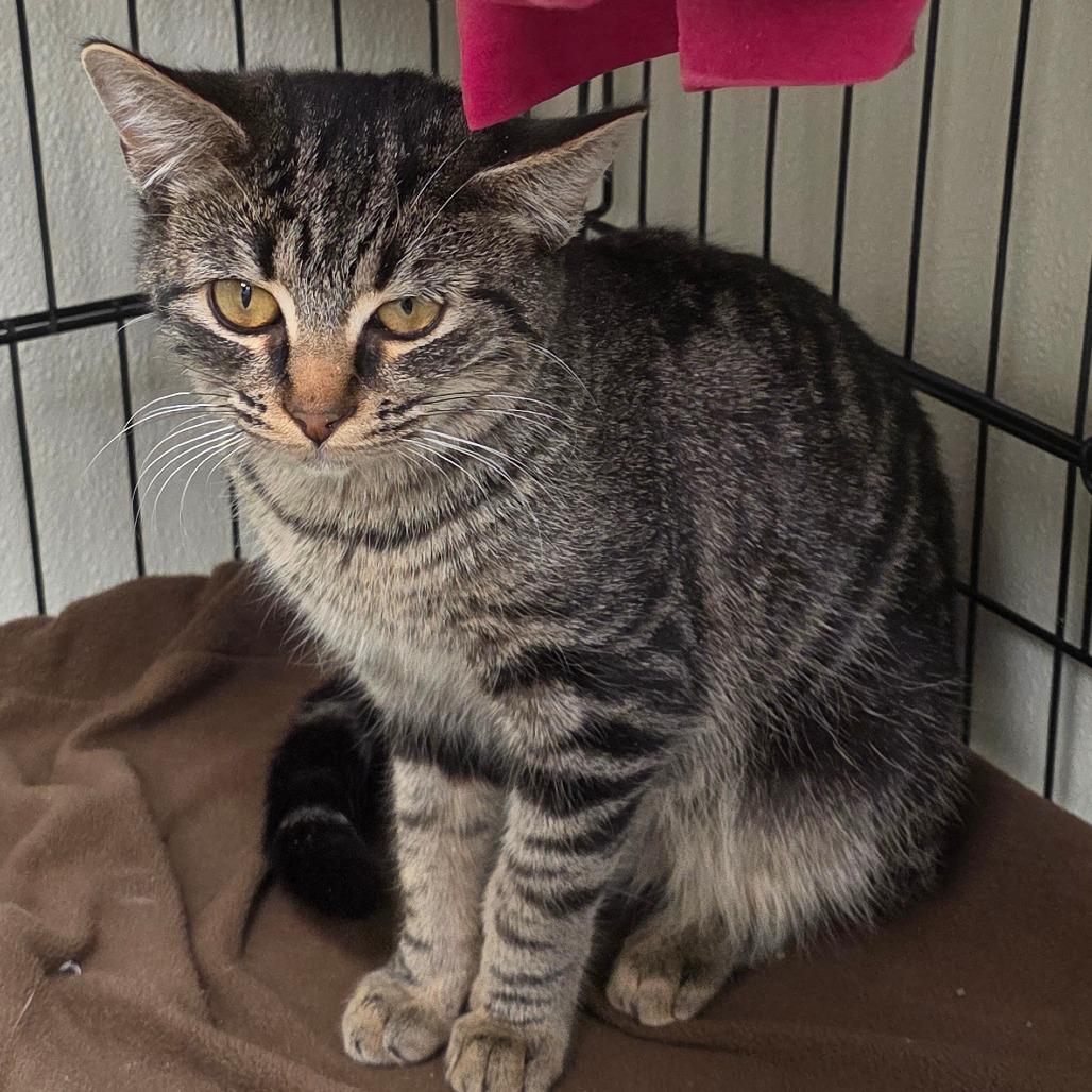 Whisper, a Adoptable Domestic Short Hair in Galax, VA image 1/3