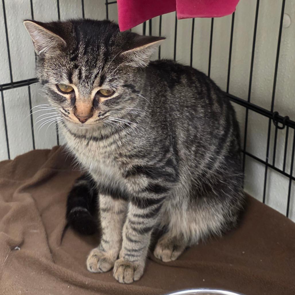 Whisper, a Adoptable Domestic Short Hair in Galax, VA image 2/3