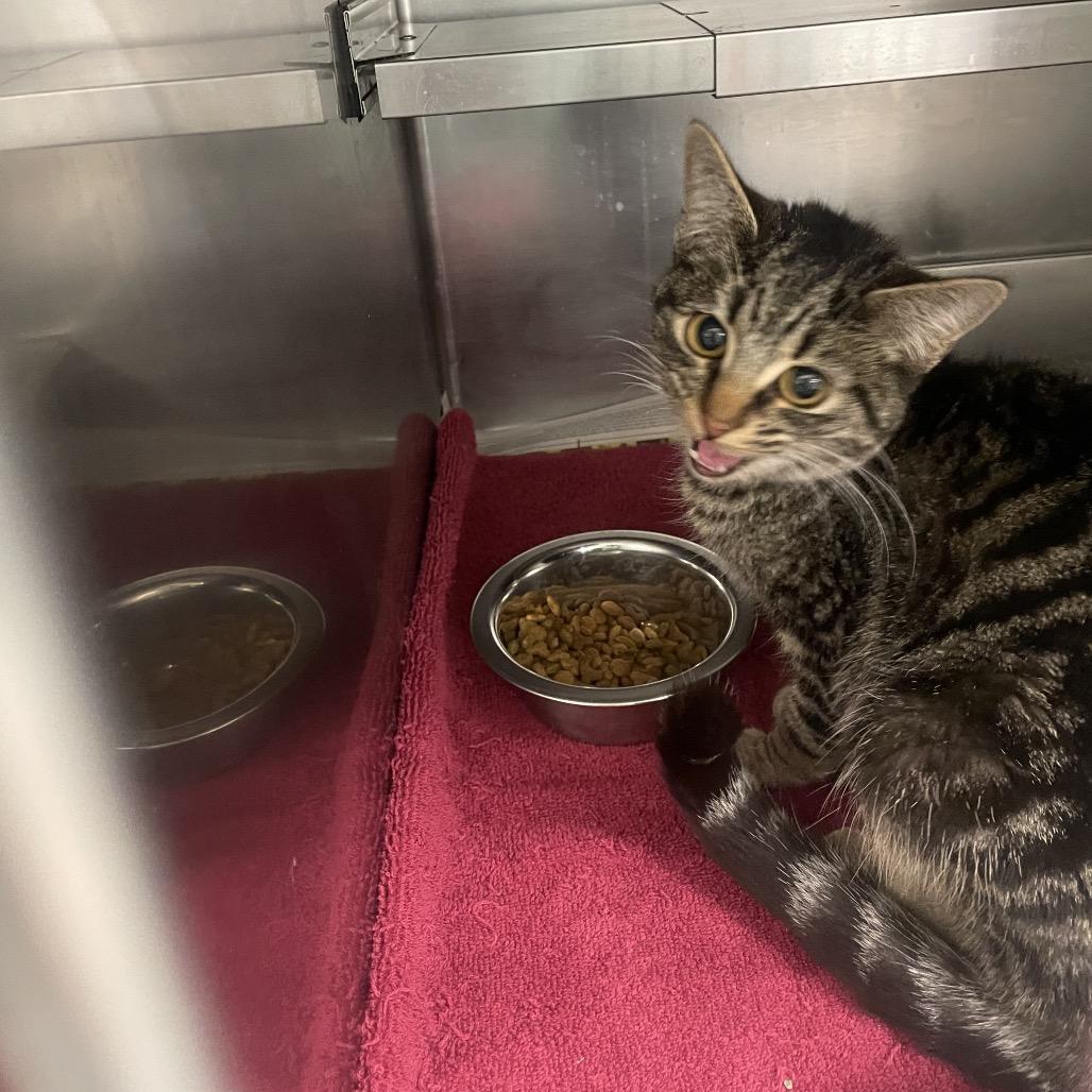 Whisper, a Adoptable Domestic Short Hair in Galax, VA image 3/3