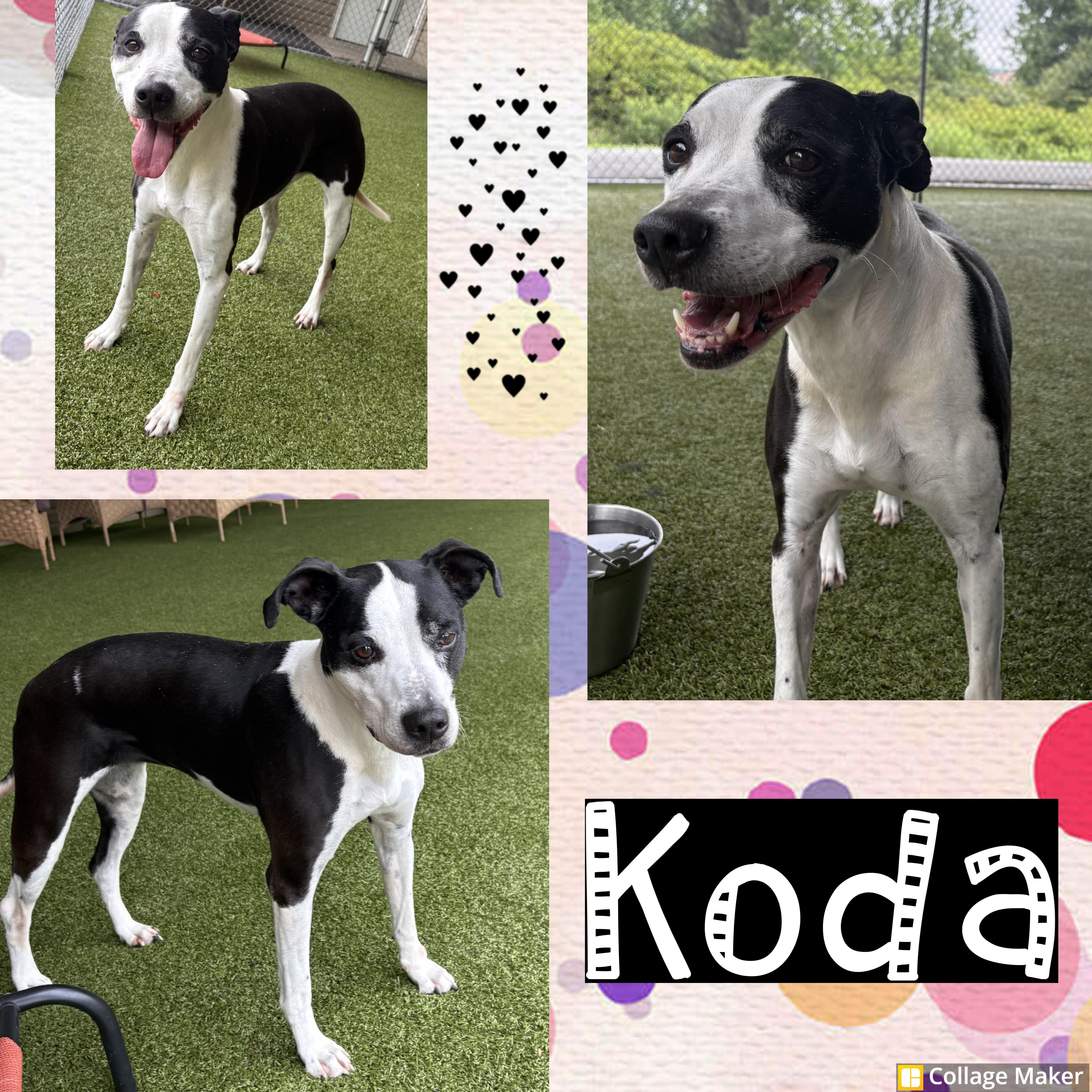 Koda, ADOPTABLE, Senior Female Labrador Retriever.