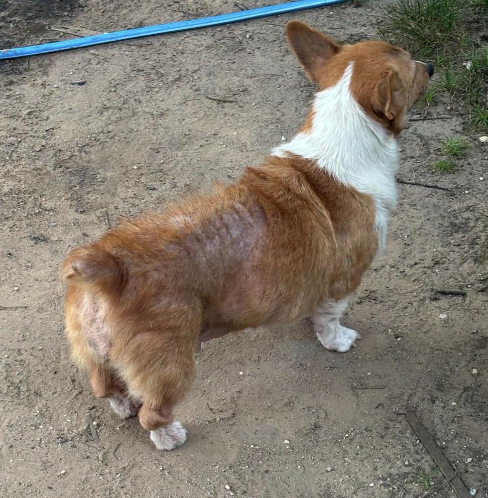 Belle, Adoptable, Adult Female Pembroke Welsh Corgi.