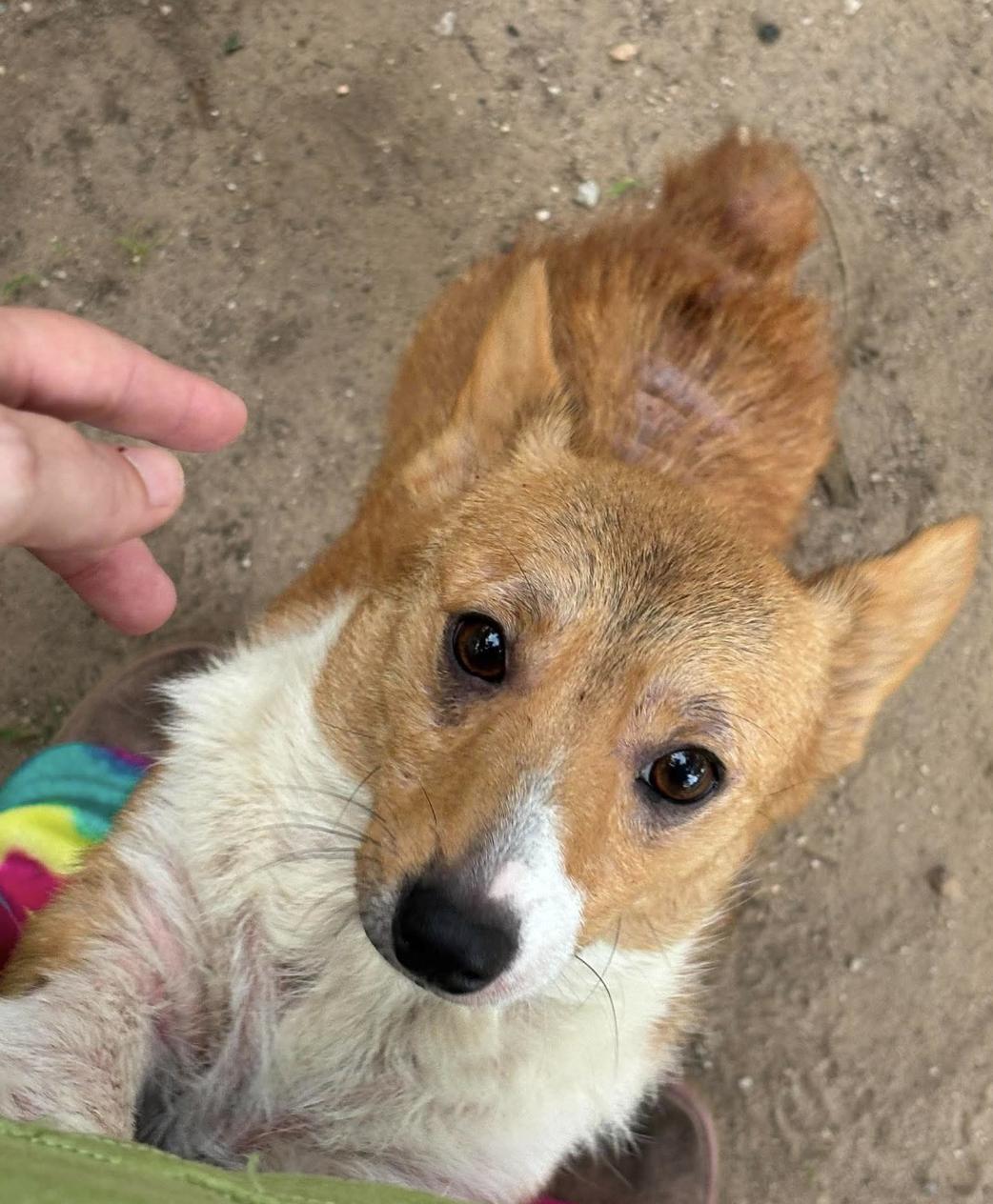 Belle, a Adoptable Pembroke Welsh Corgi in Arlington, TX image 3/3