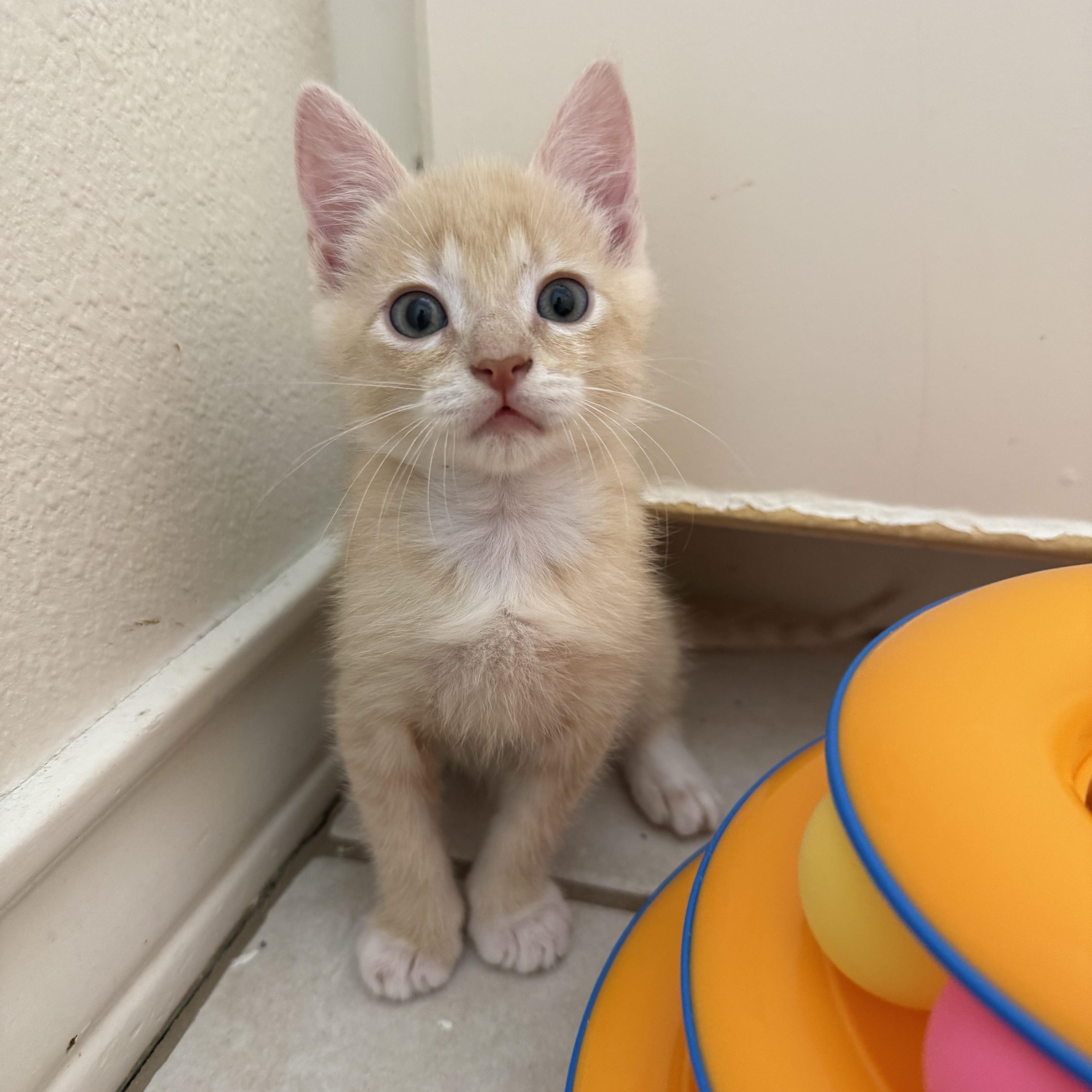 Enlarge Gus, a Adoptable Domestic Short Hair in Bryan, TX image 1/3