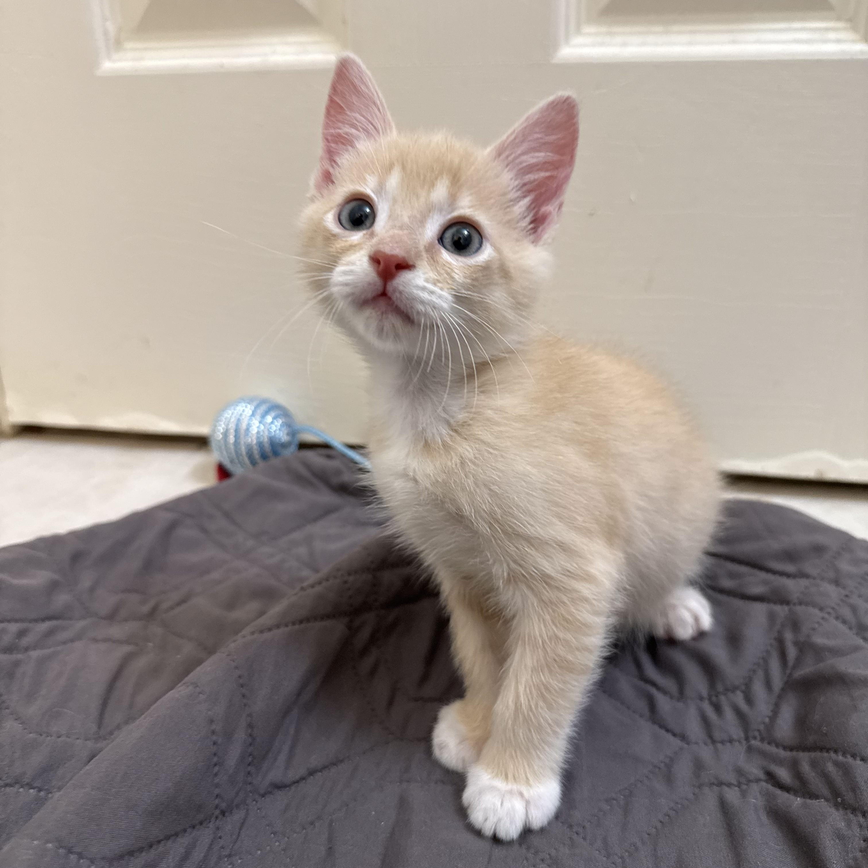 Enlarge Gus, a Adoptable Domestic Short Hair in Bryan, TX image 3/3