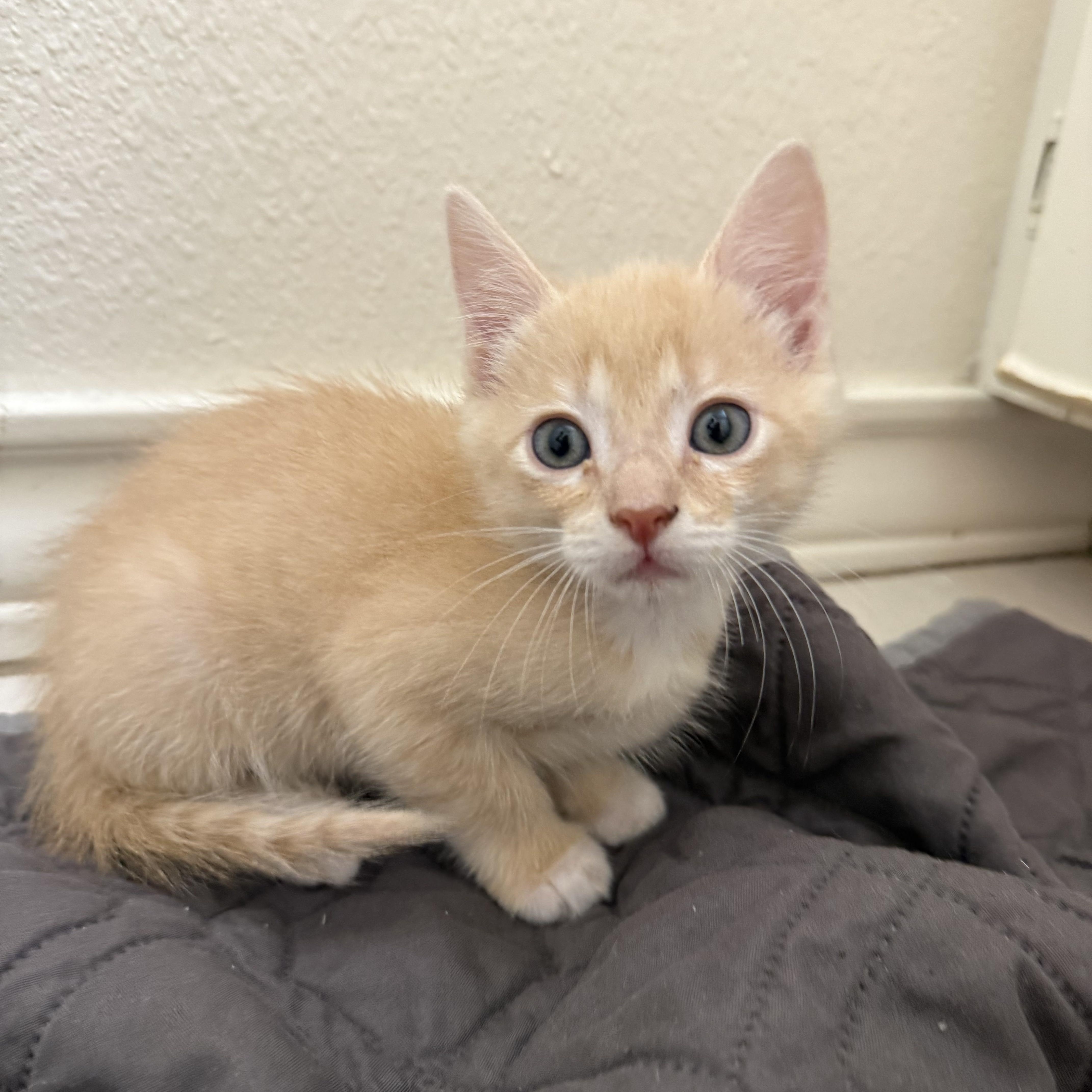 Enlarge Gus, a Adoptable Domestic Short Hair in Bryan, TX image 2/3