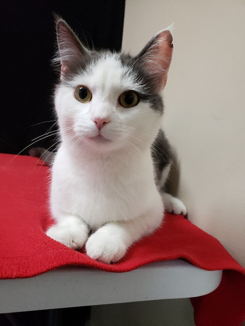 Buffey, Adoptable, Young Female Domestic Short Hair.