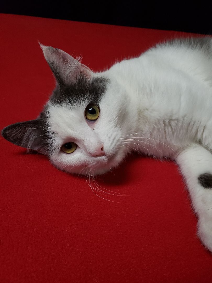 Buffey, a Adoptable Domestic Short Hair in Hawk Point, MO image 2/8