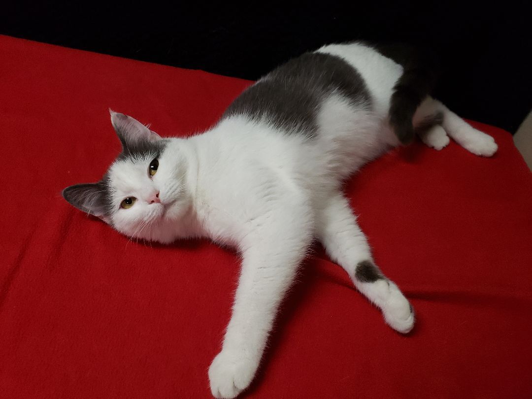 Buffey, a Adoptable Domestic Short Hair in Hawk Point, MO image 3/8