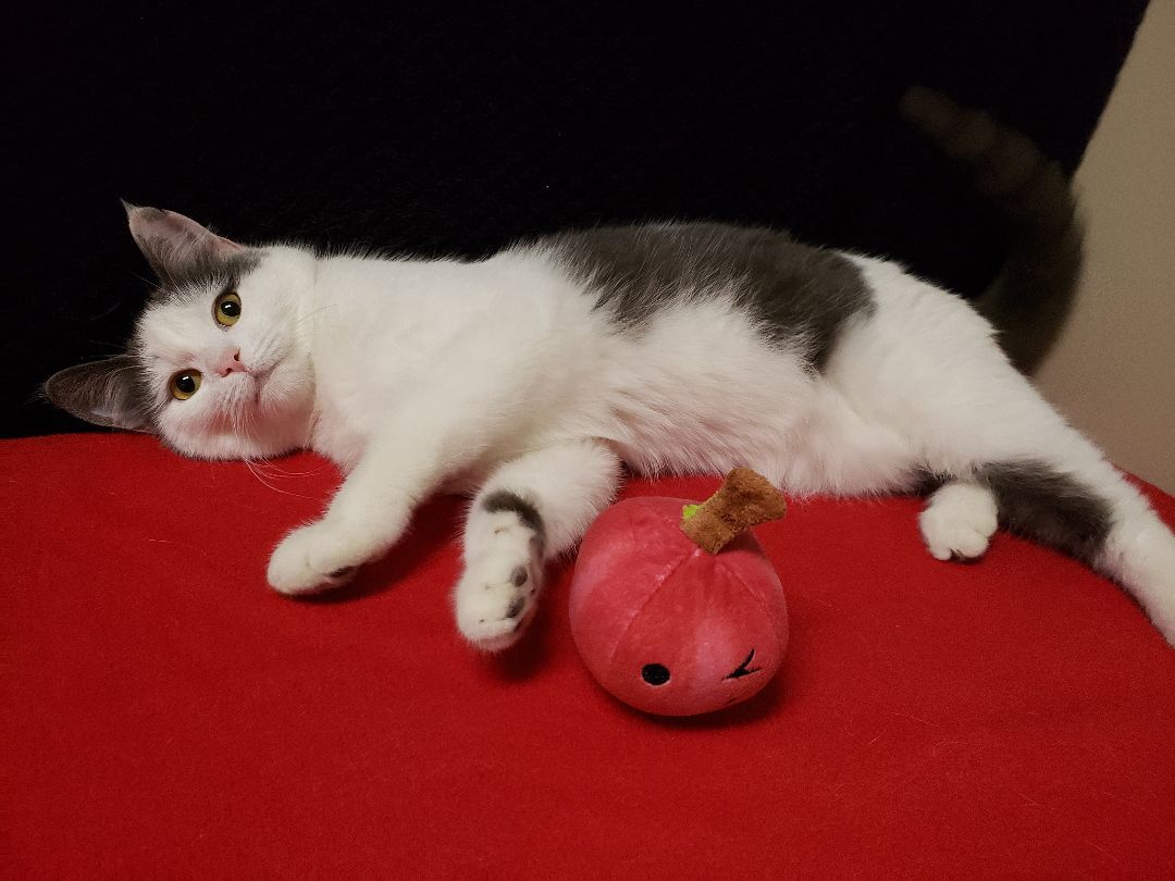 Buffey, a Adoptable Domestic Short Hair in Hawk Point, MO image 4/8