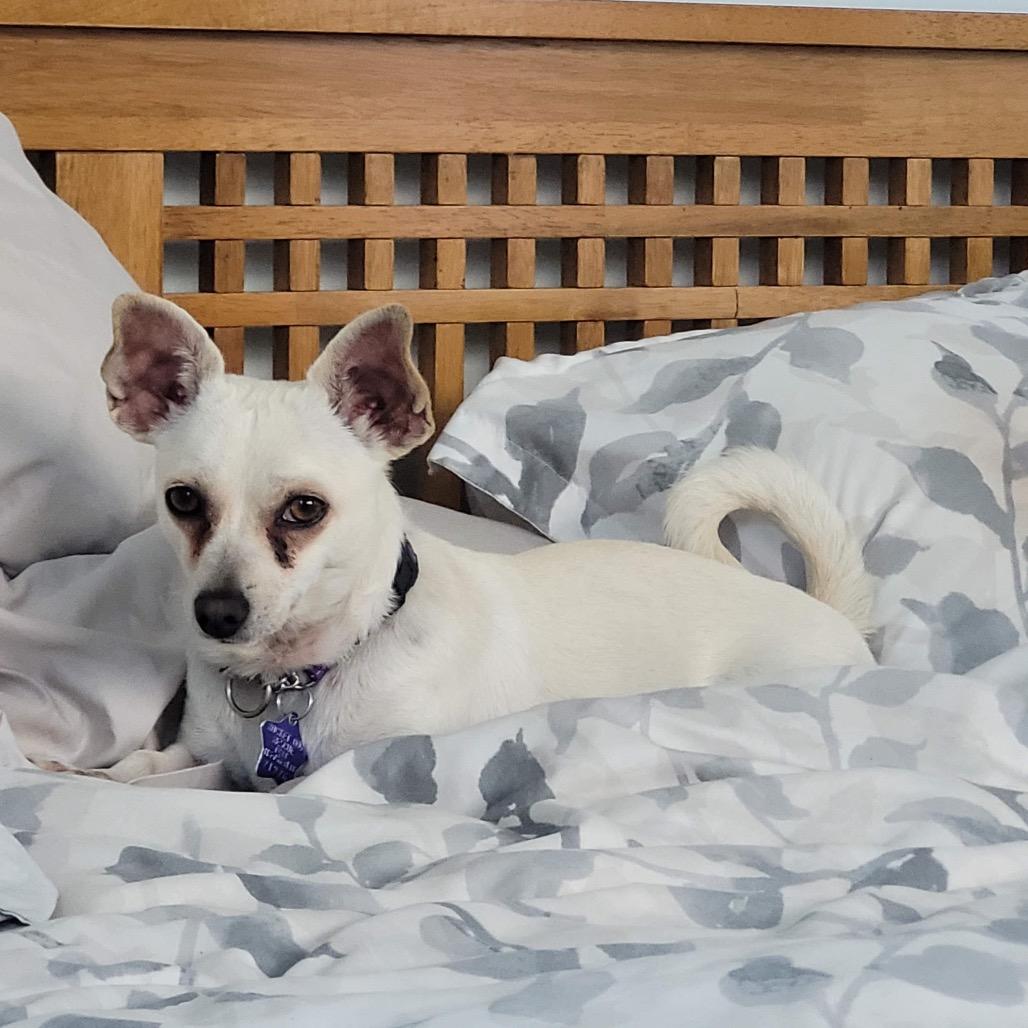 Celine, a Adoptable mixed breed in San Francisco, CA image 1/6