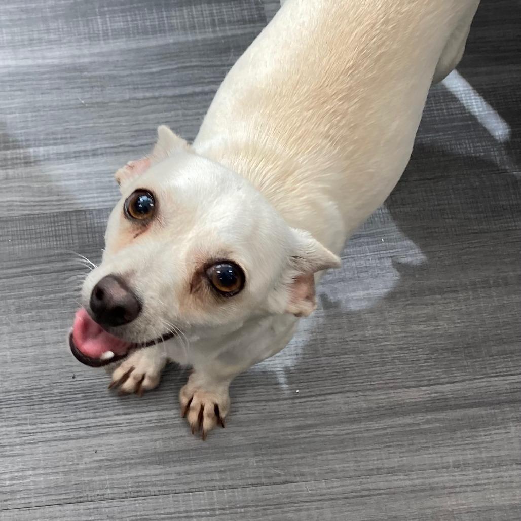 Celine, Adoptable, Adult Female Chihuahua & Mixed Breed.