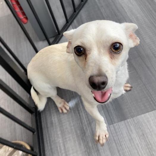 Celine, a Adoptable mixed breed in San Francisco, CA image 2/6