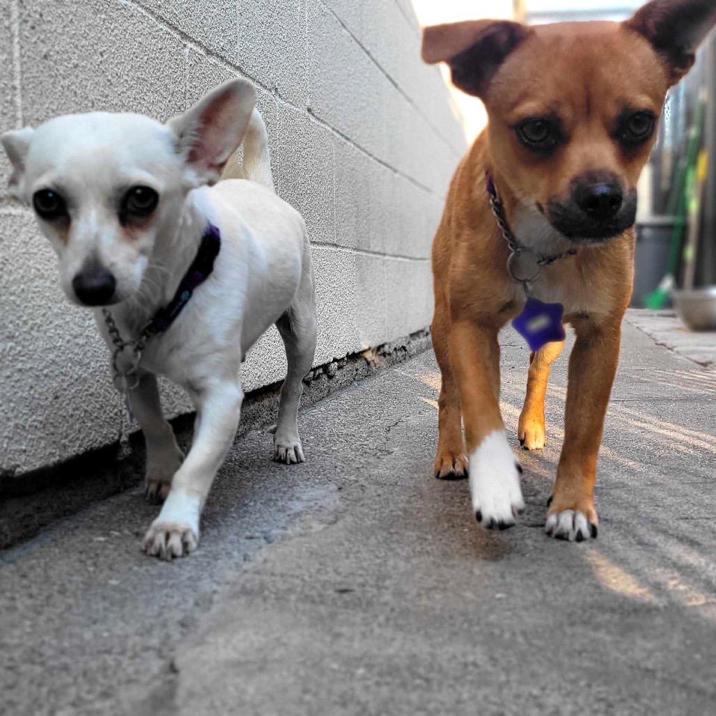 Celine, a Adoptable mixed breed in San Francisco, CA image 4/6