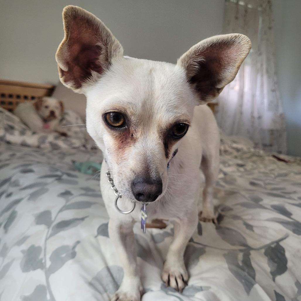 Celine, a Adoptable mixed breed in San Francisco, CA image 5/6