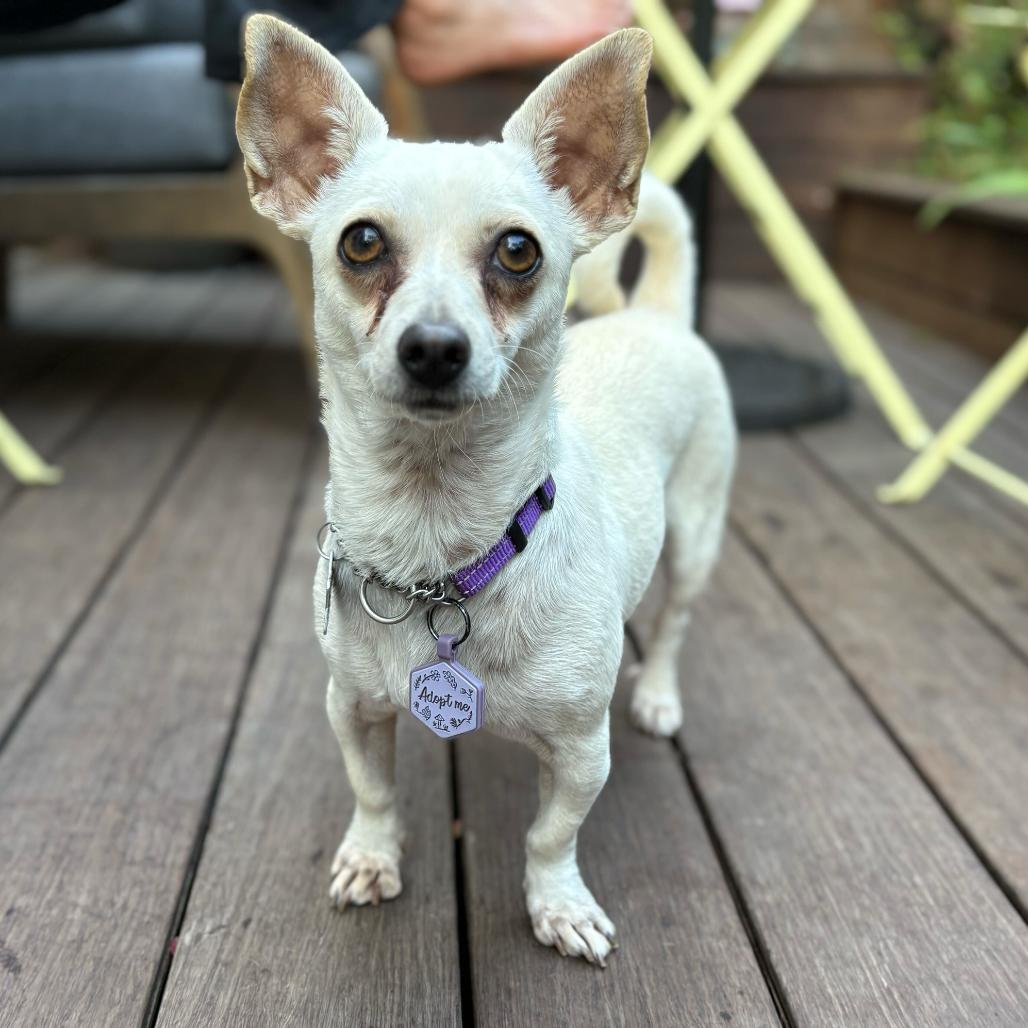 Celine, a Adoptable mixed breed in San Francisco, CA image 6/6