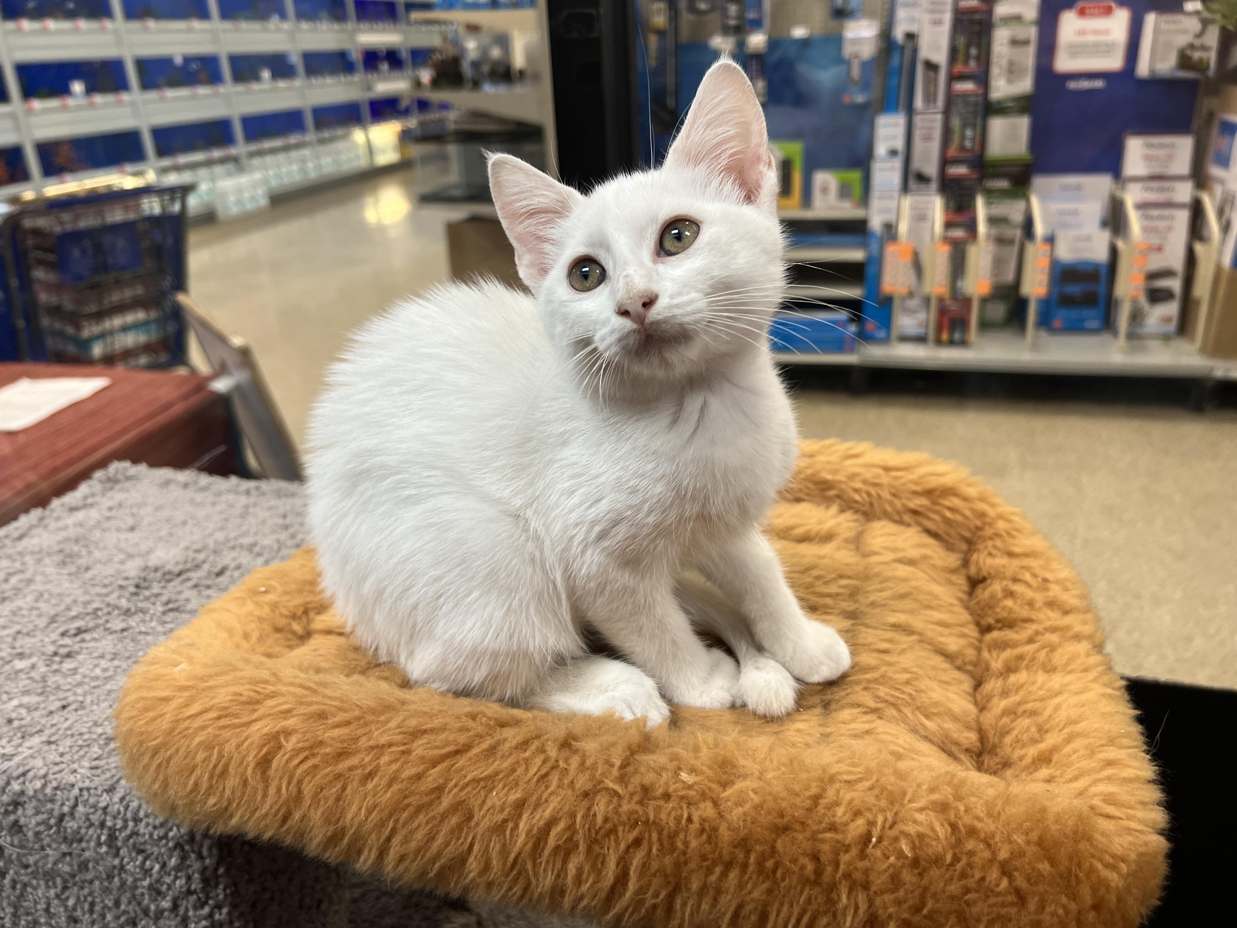 Enlarge Aspen, a Adopted mixed breed in Bradenton, FL image 2/2