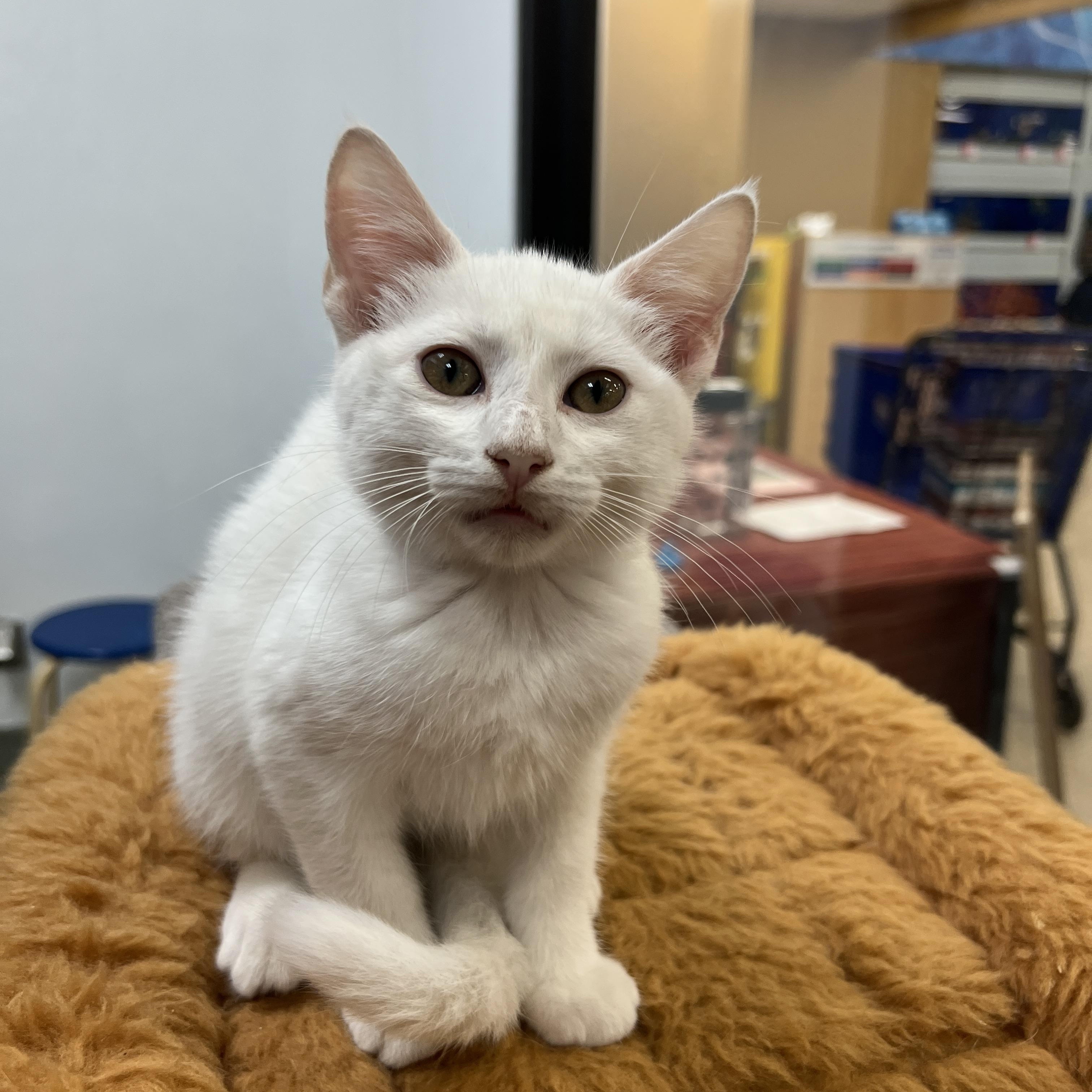 Aspen, Adopted, Kitten Female Domestic Short Hair.